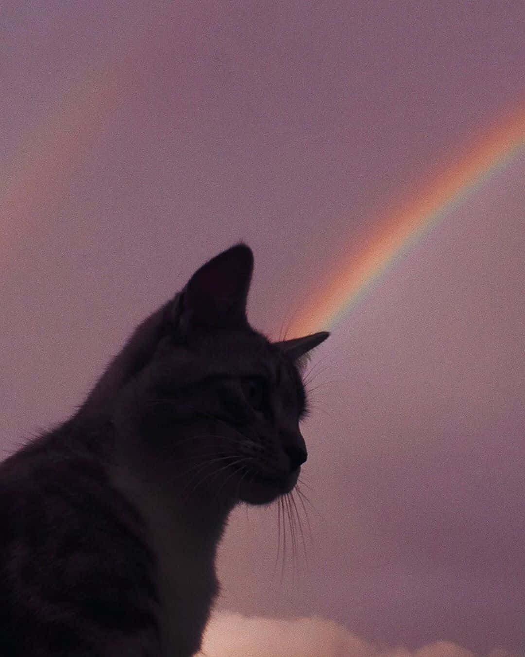自然な環境で佇む美しい猫 壁紙