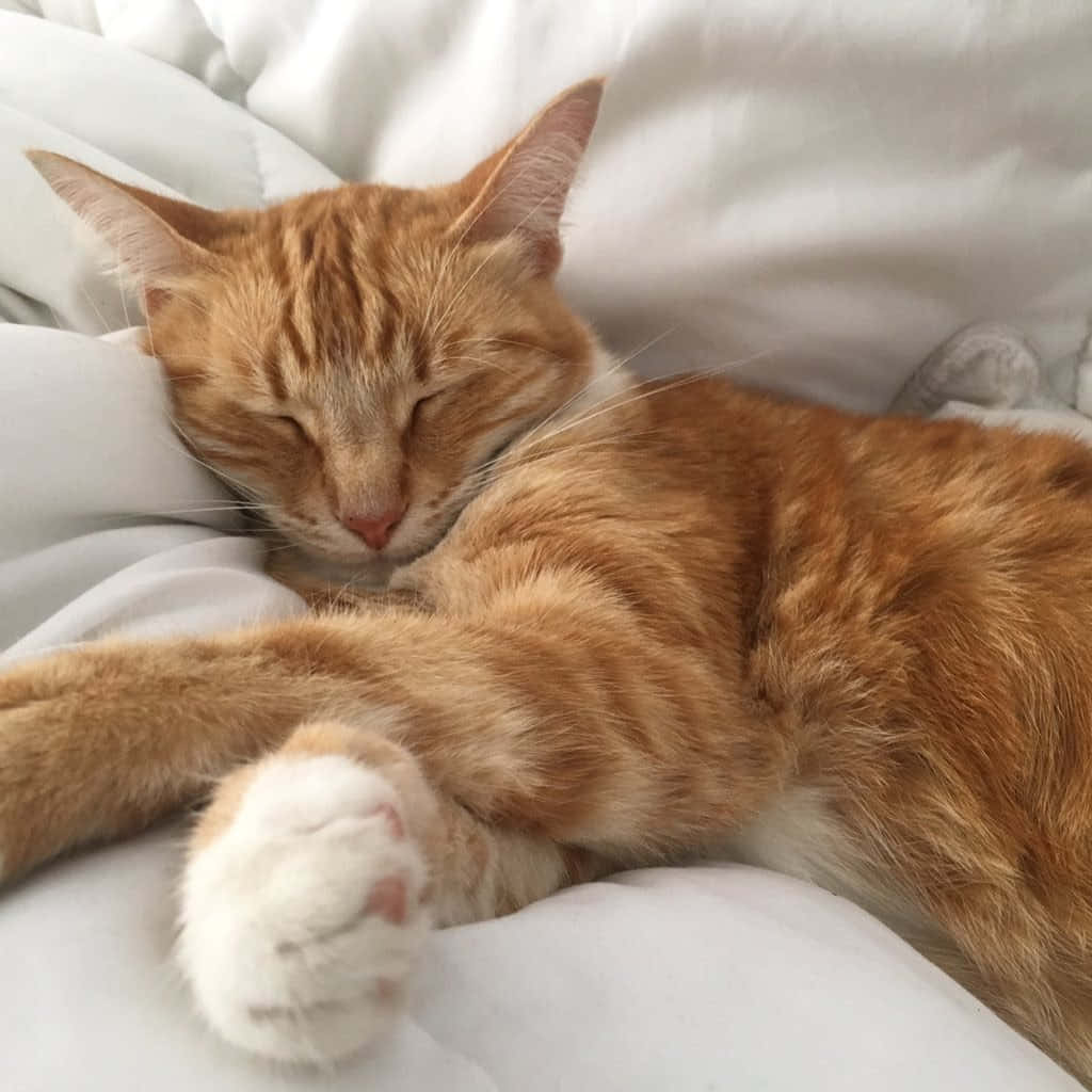 自然に溶け込む我らが猫の友 壁紙
