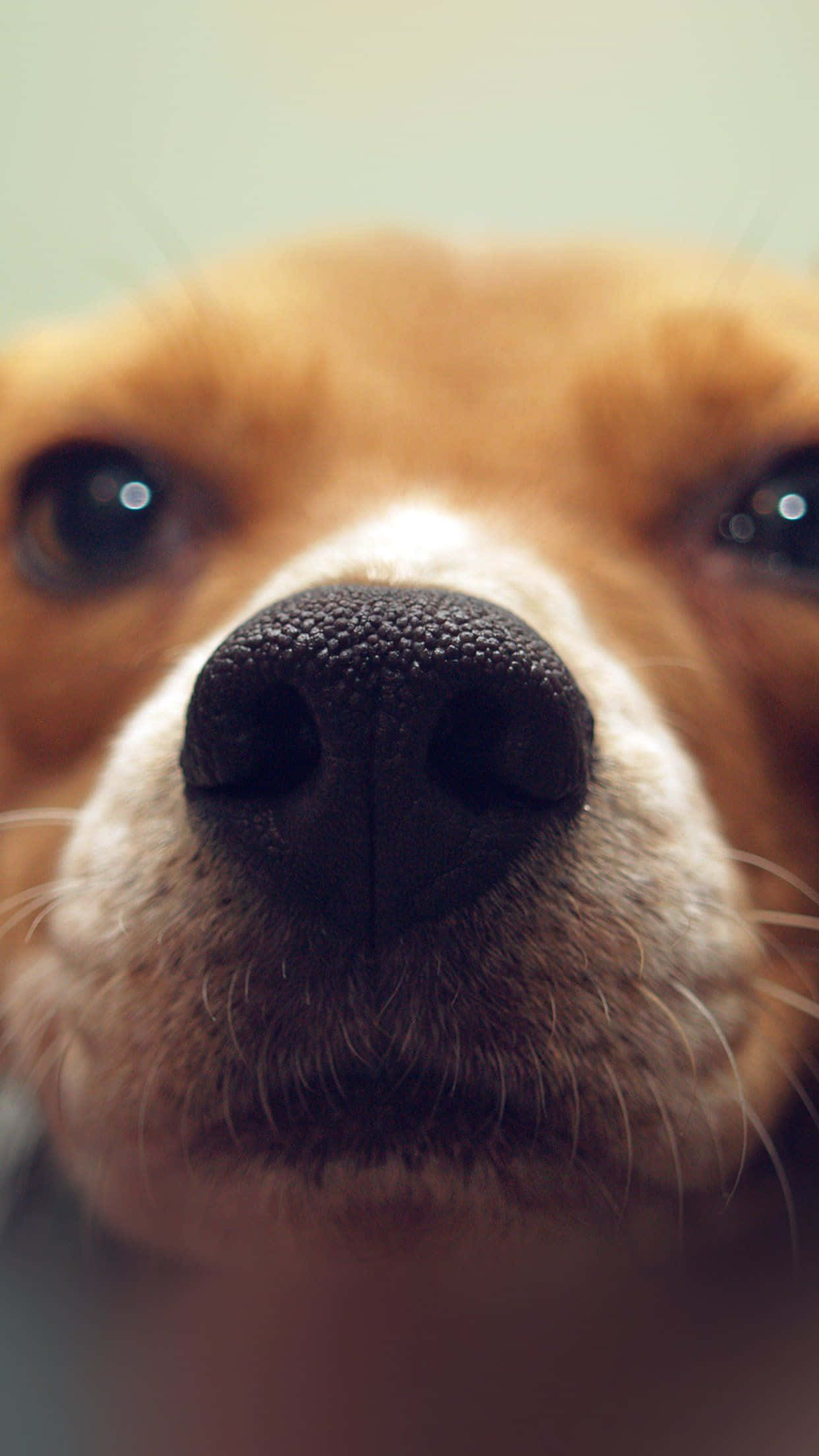 自然の中でくつろぐ愛らしい子犬 壁紙