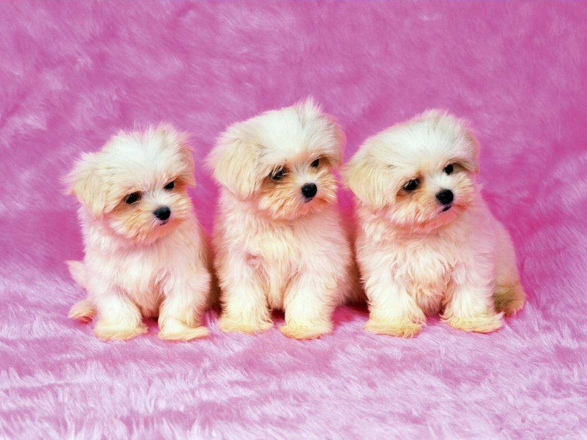 自然の中でくつろぐ愛らしい子犬 壁紙