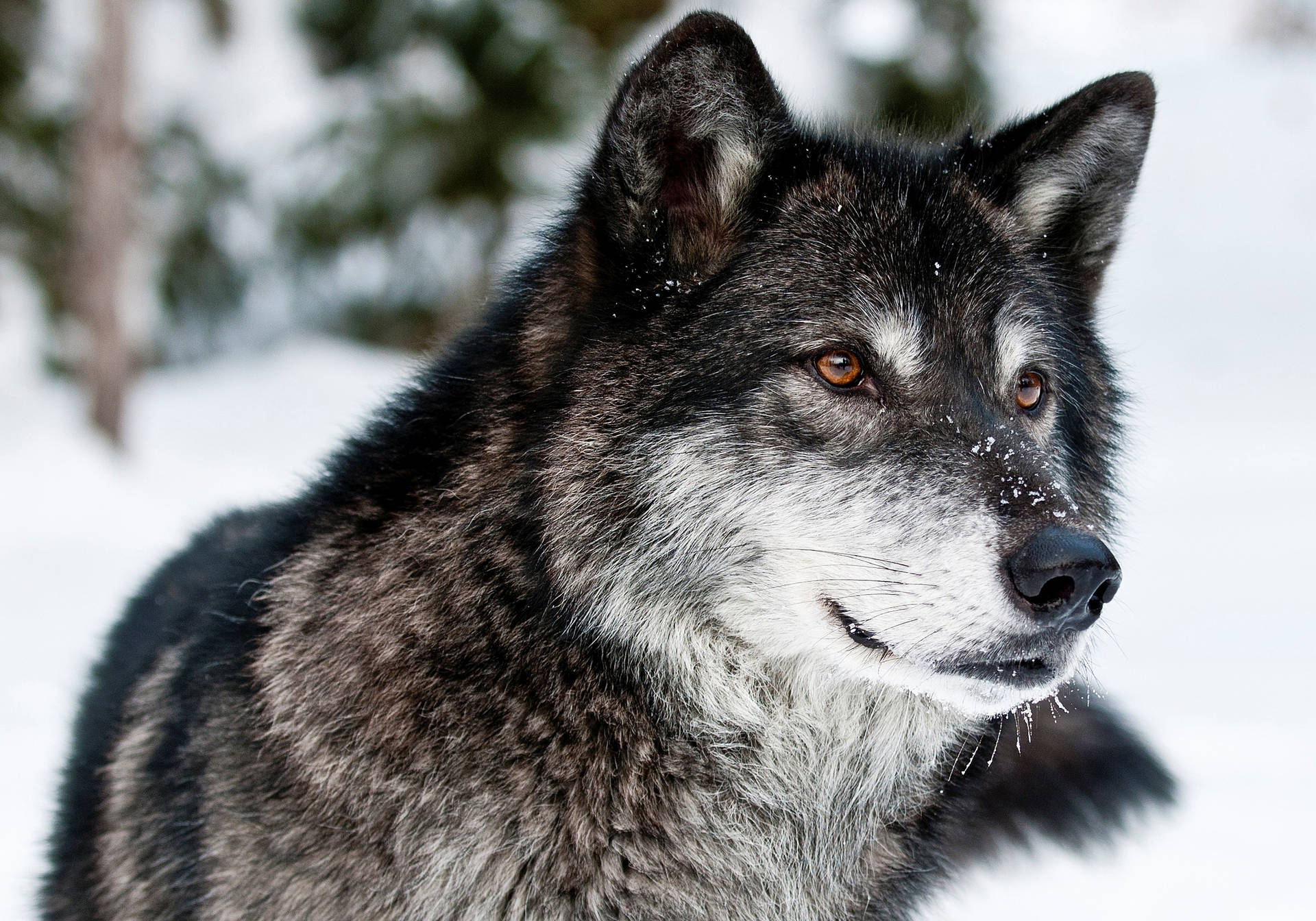 捕食者のオオカミの目と鼻先が、冬の雪の上で何かを見つめている。