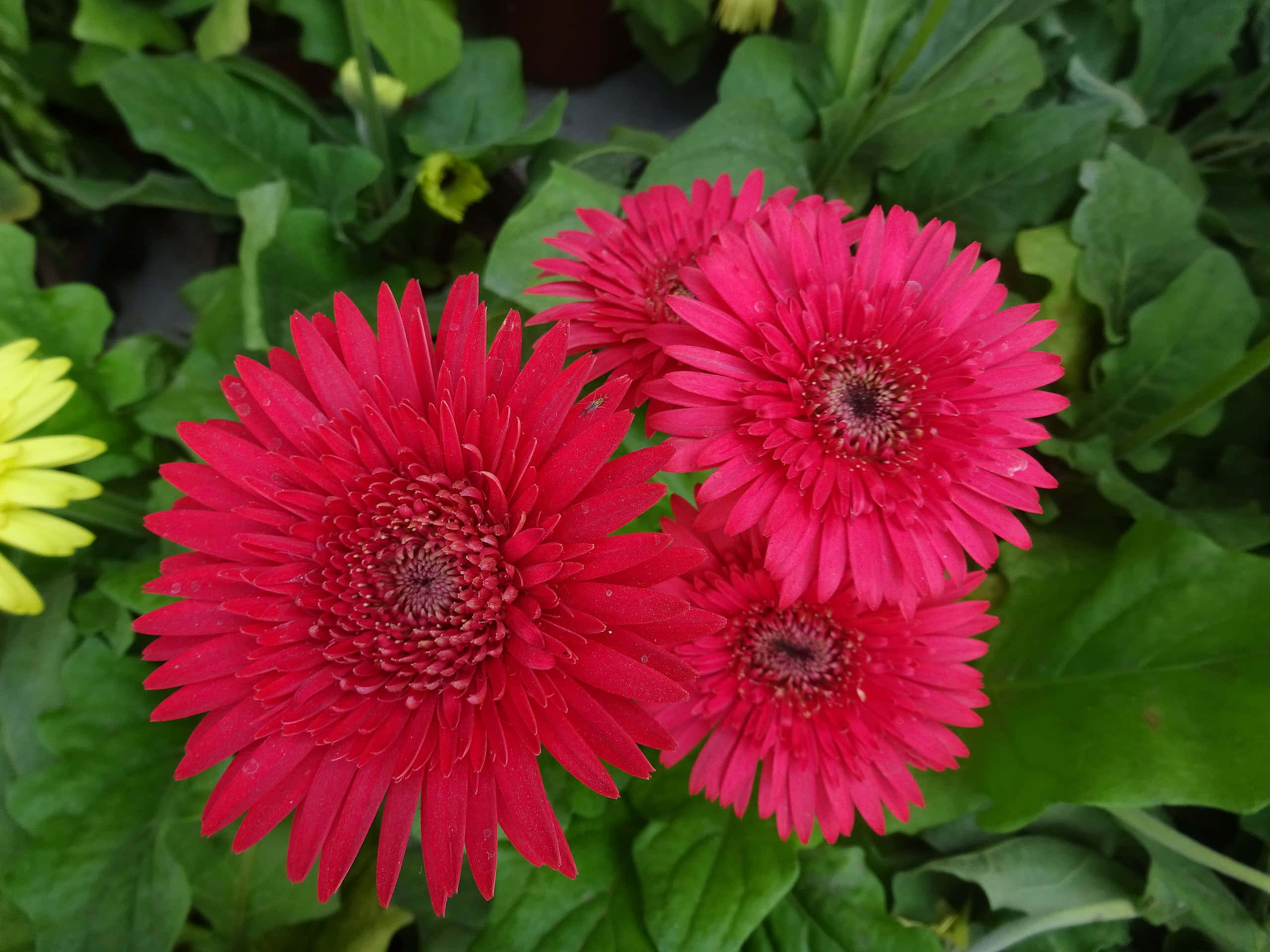 自然の楽園で咲き誇る美しいラベンダーの花、完璧な美しさの象徴 壁紙