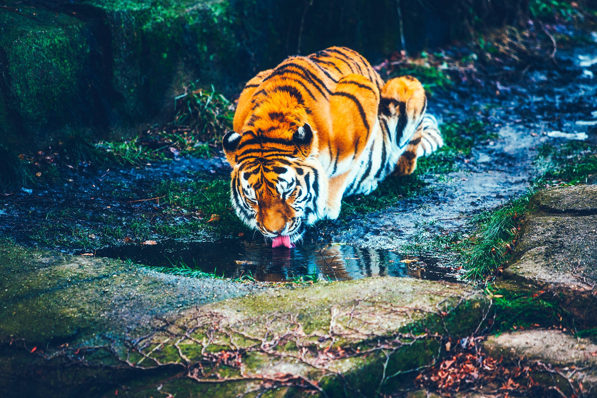 泥の地面で水を飲む虎の壁紙