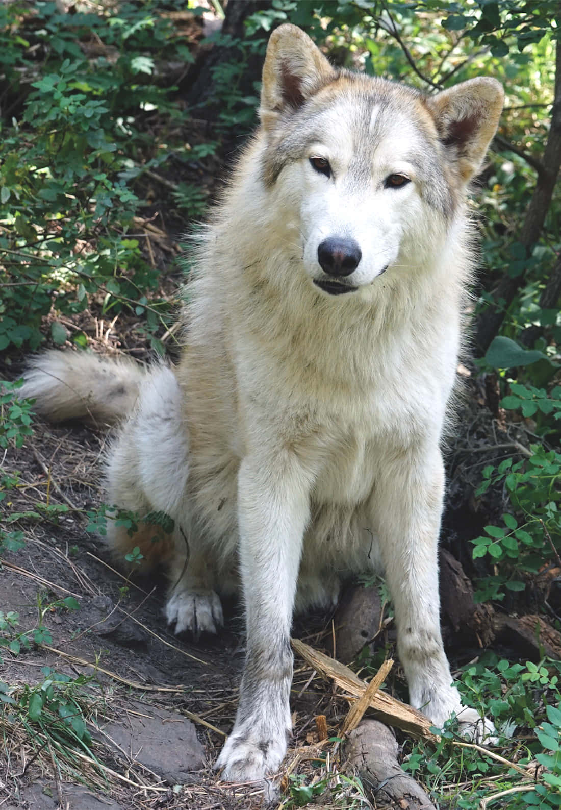 自然の生息地に佇む威厳あるオオカミ 壁紙
