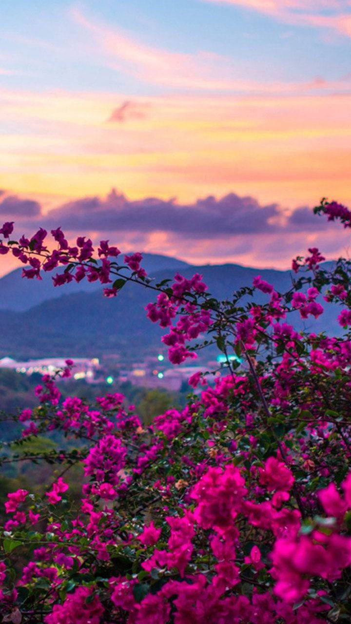 自然の電話 紫色の花 夕日