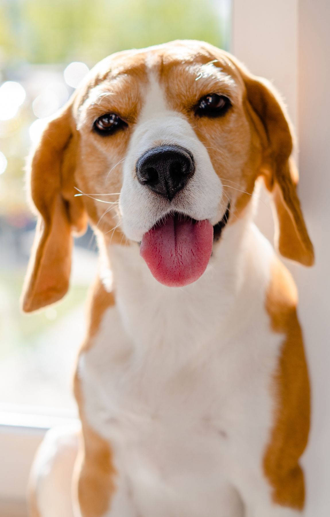 舌を出したかわいいビーグル犬 壁紙