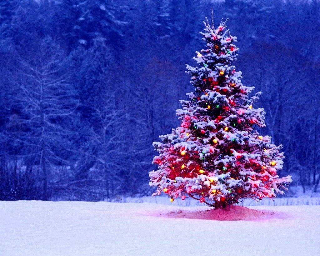 色鮮やかなクリスマスツリーが青い森に溶け込む祝祭の風景 壁紙