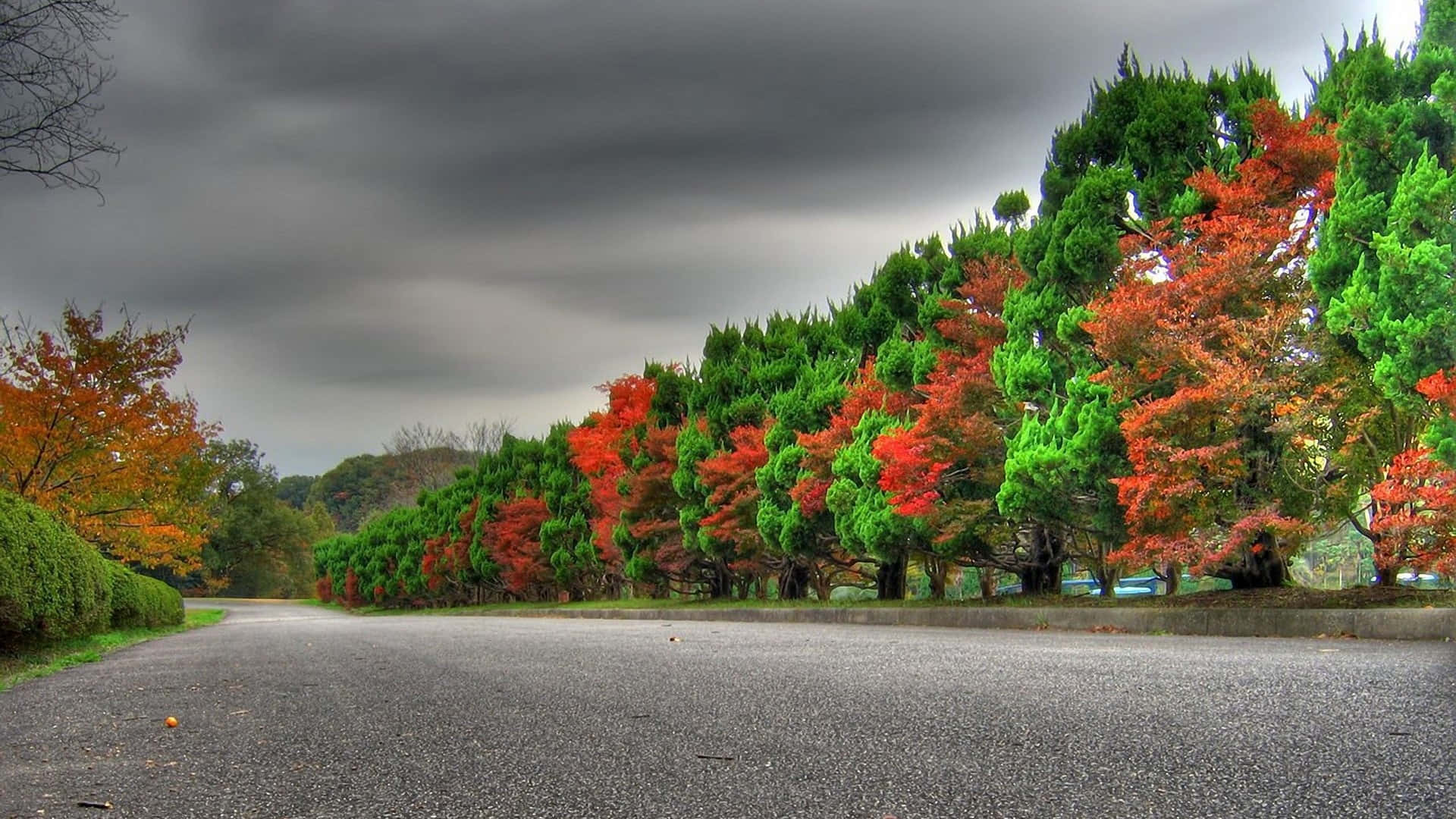 色鮮やかな紅葉が並ぶ並木道 壁紙