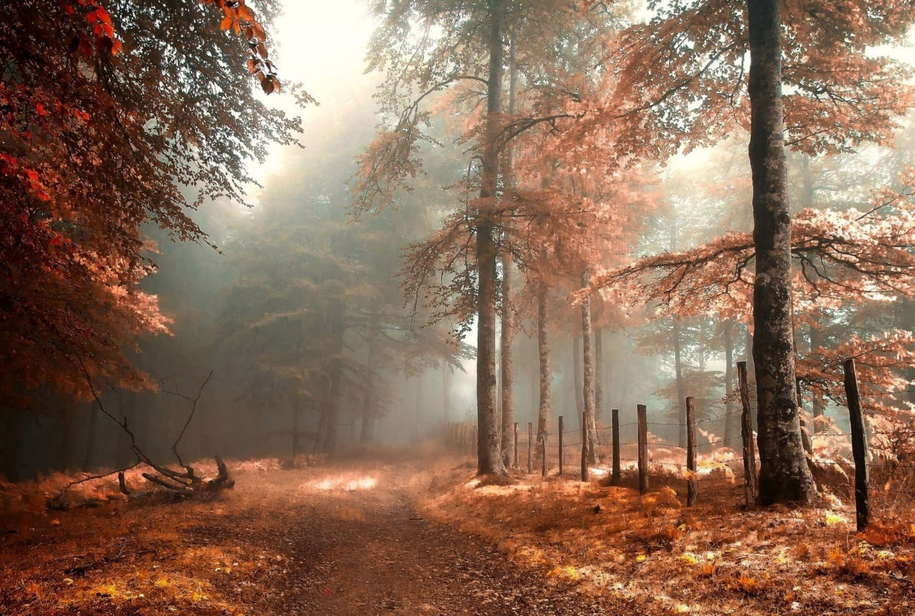 色鮮やかな紅葉の森の美しい秋景色 壁紙