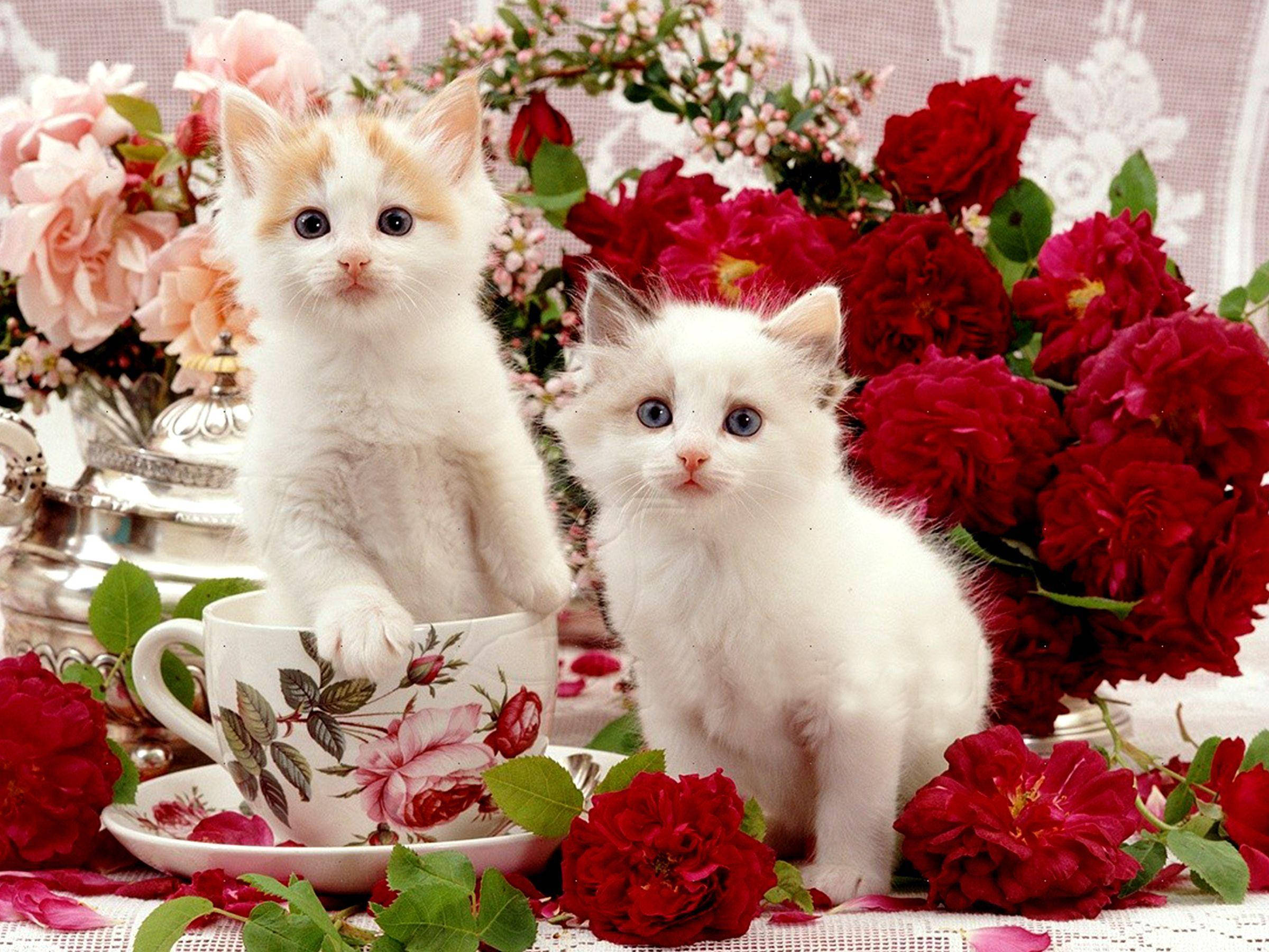 花とテーブルの美しい猫たち 壁紙