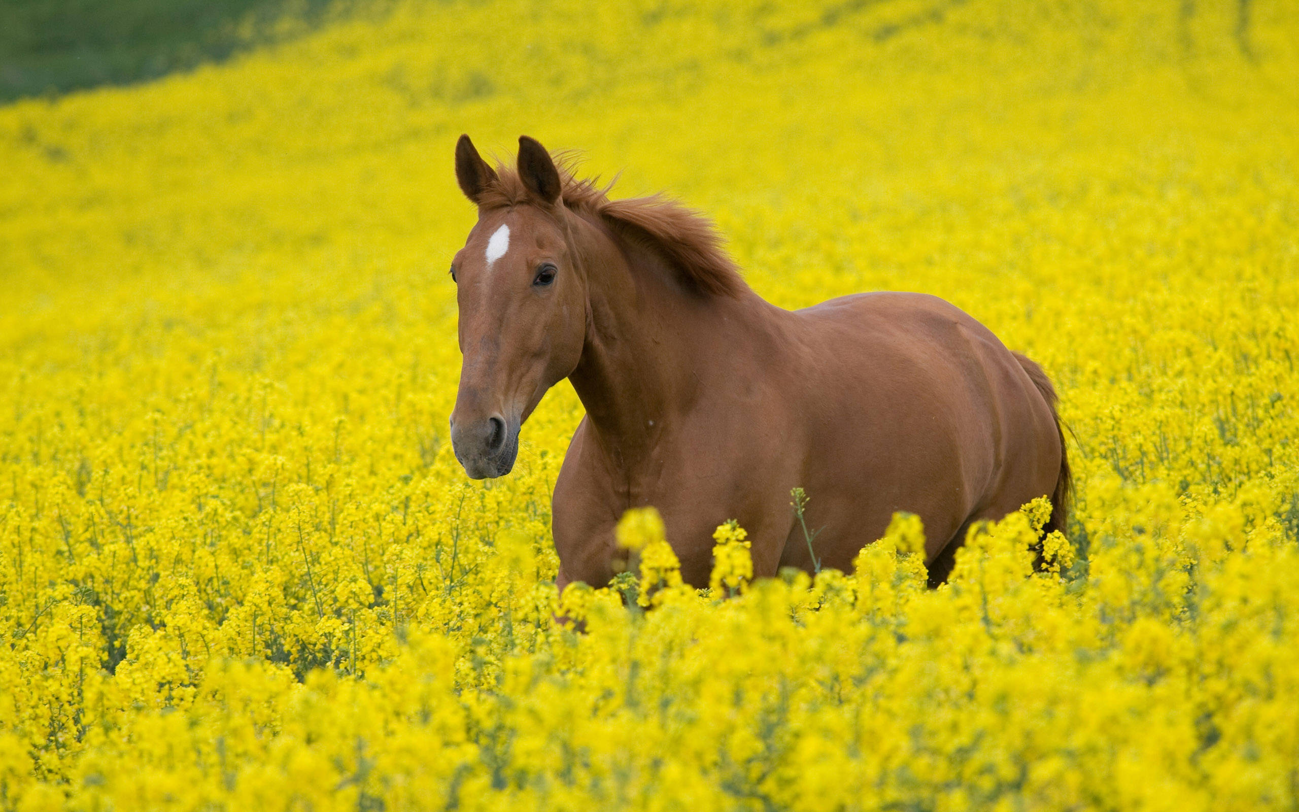 花畑の可愛い馬 壁紙