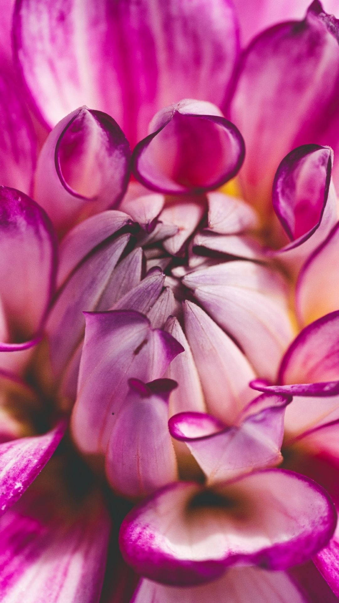芽吹く花の美学 壁紙