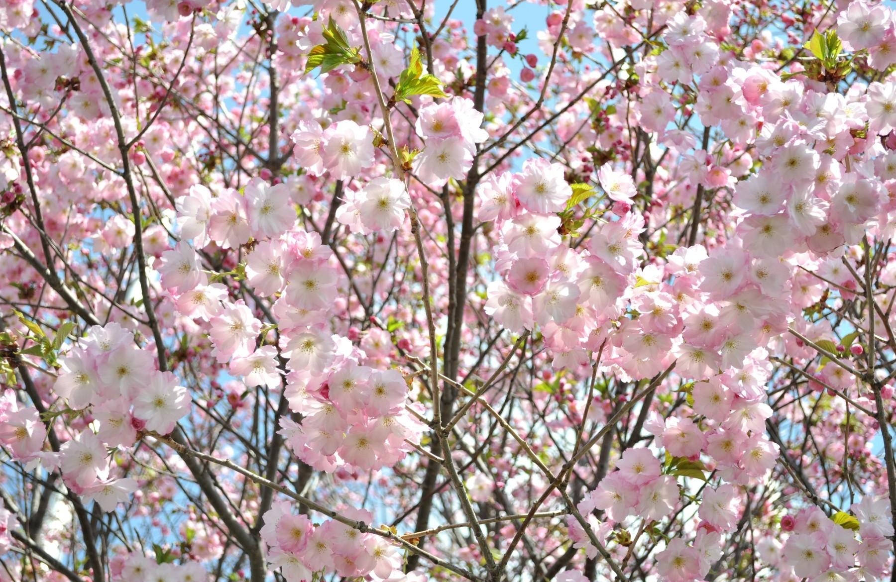 若い桜の壁紙