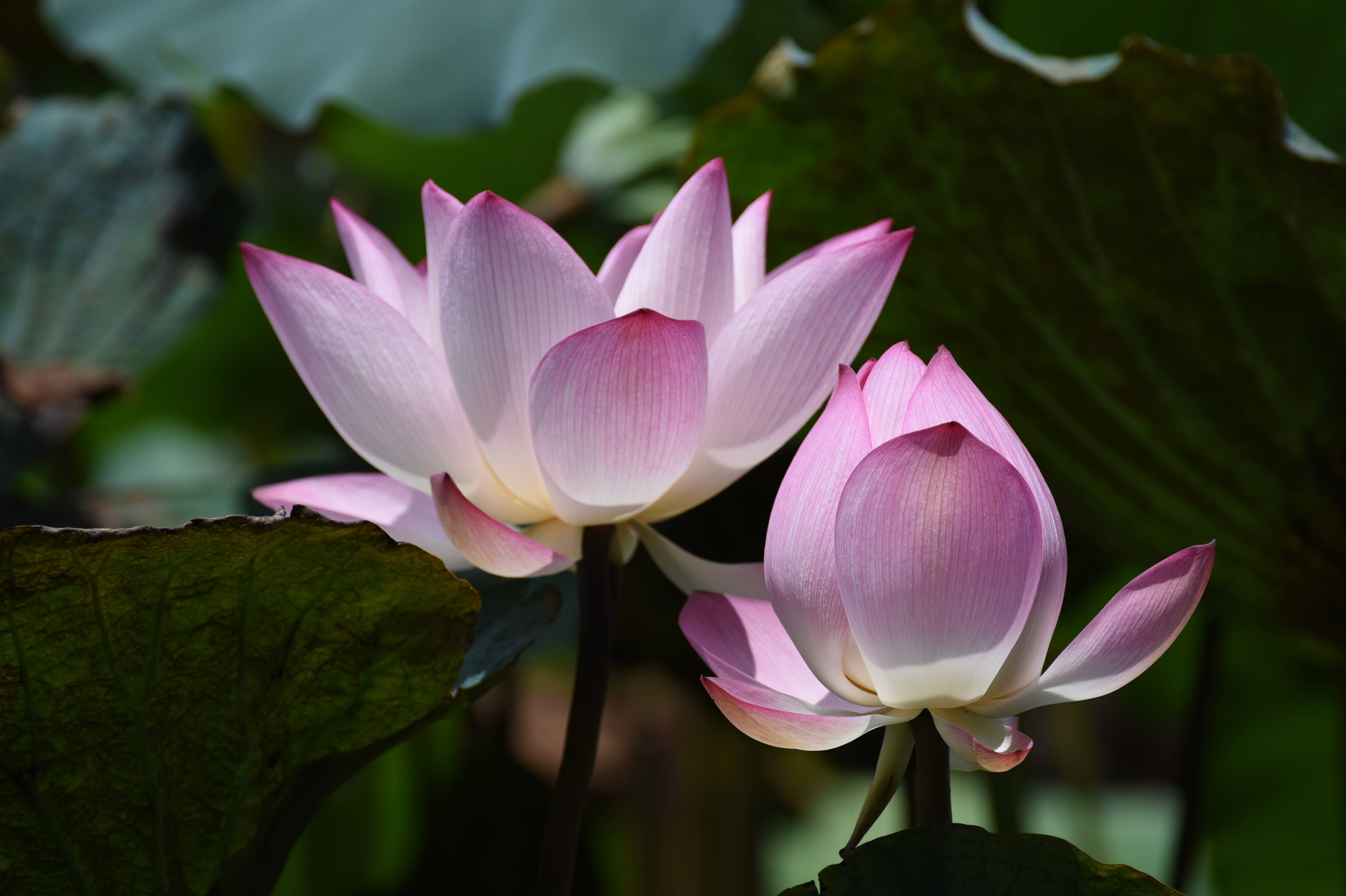 茶碗蓮の花 壁紙