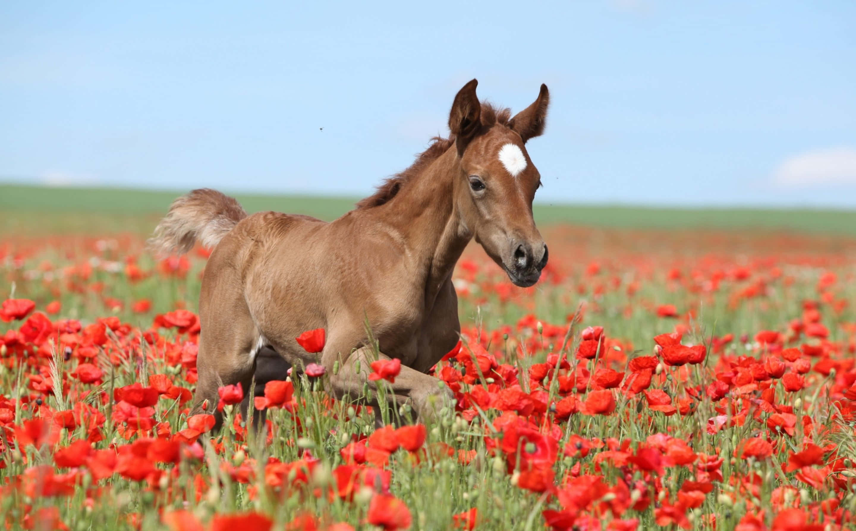 茶色い馬が赤いポピー畑を駆け抜ける 壁紙