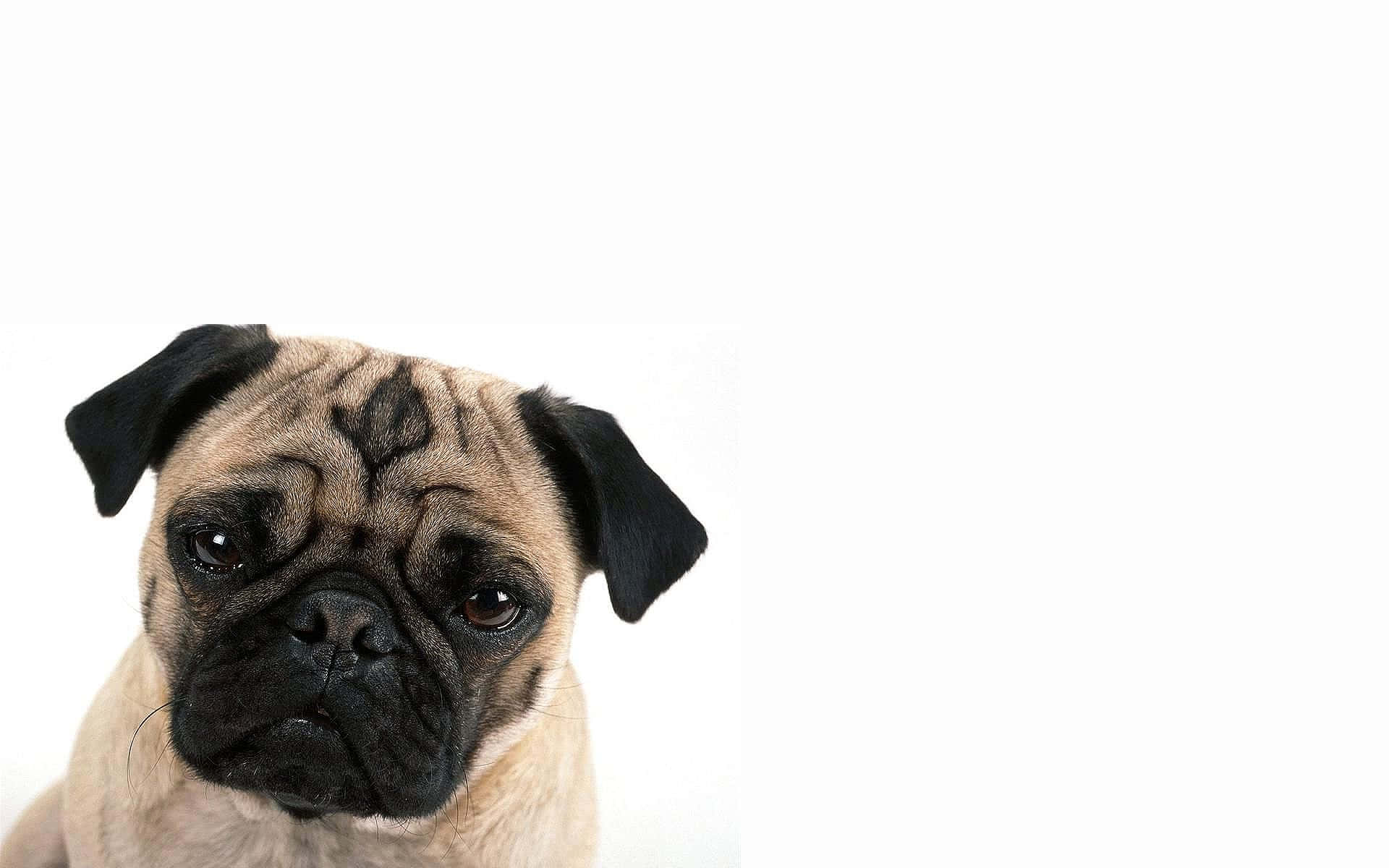 茶色のパグ犬の撮影 壁紙