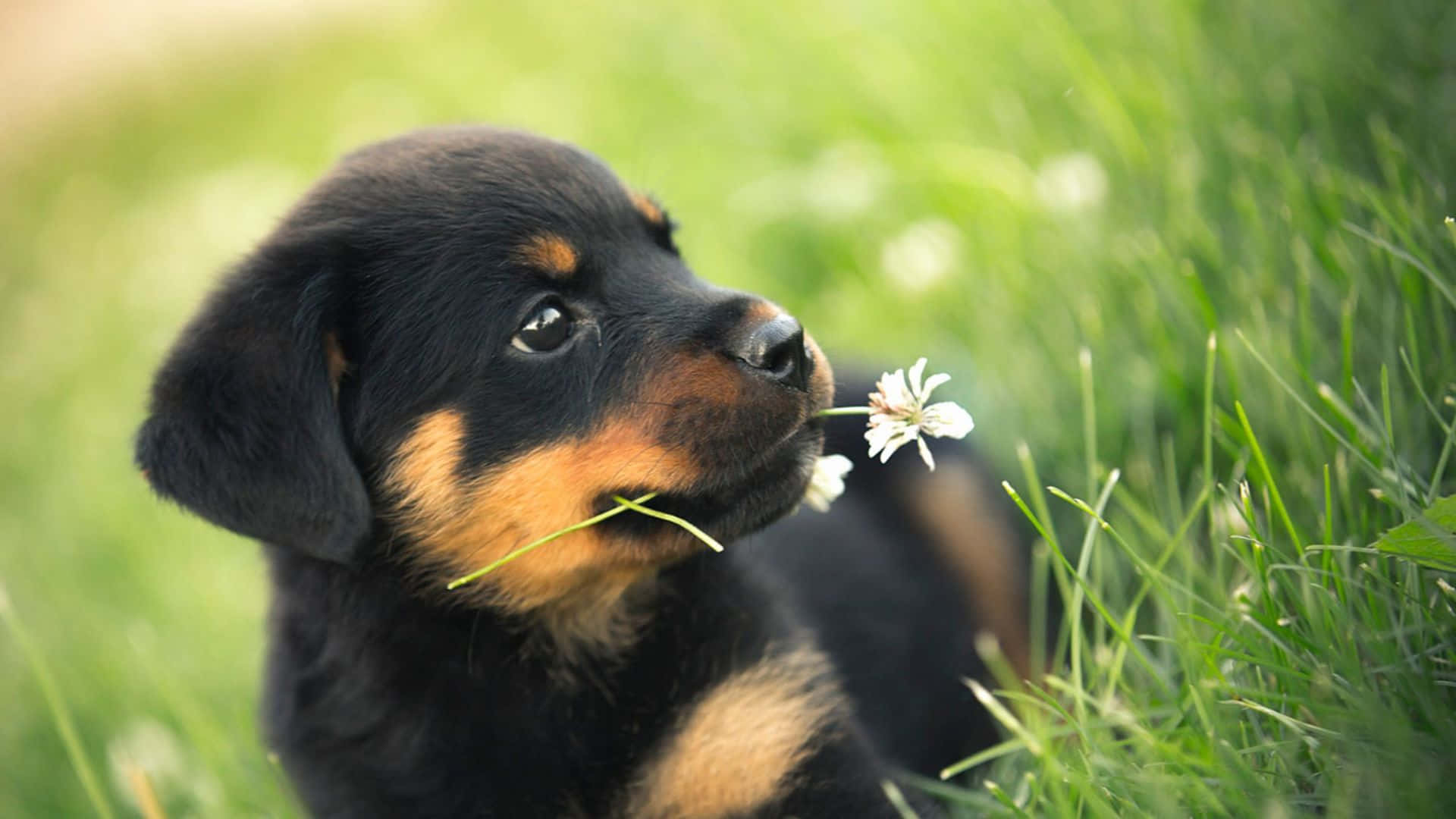 草の上でリラックスしながら微笑む愛らしい子犬 壁紙