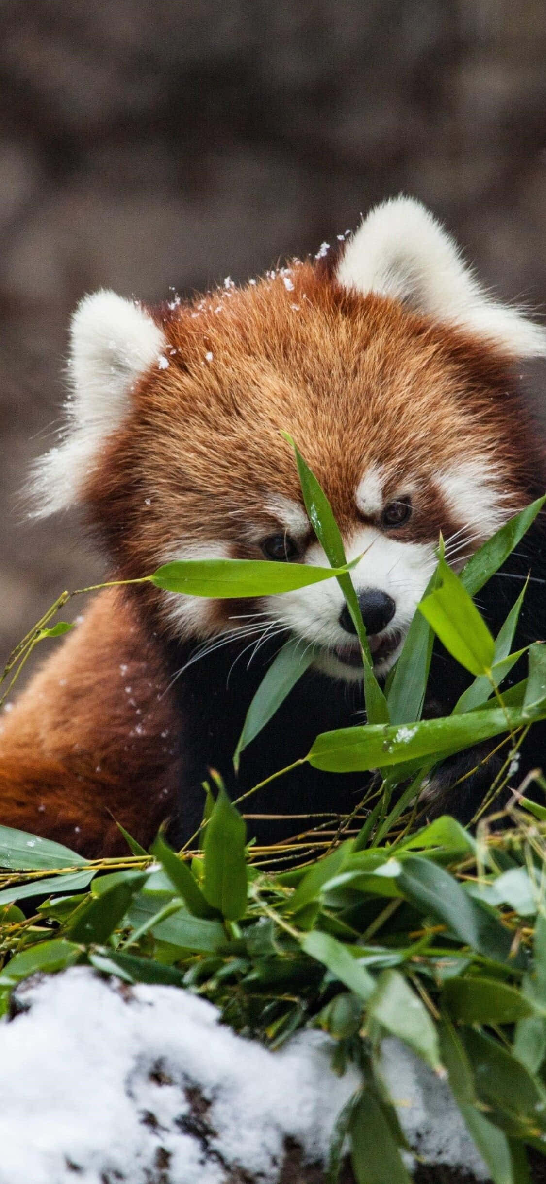草に隠れるかわいいレッサーパンダの写真 壁紙