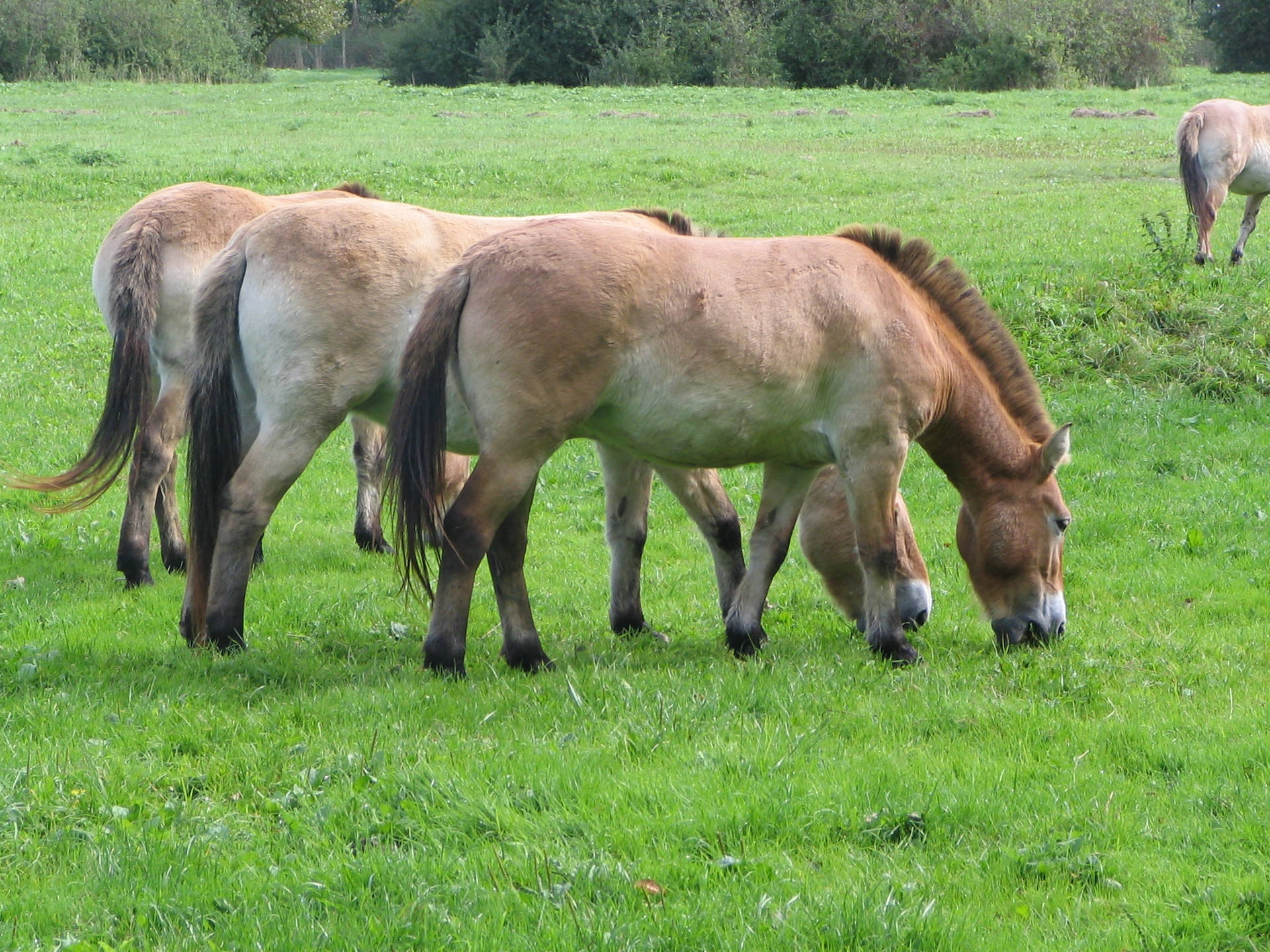 草を食べるプルジェワルスキー馬の群れの壁紙