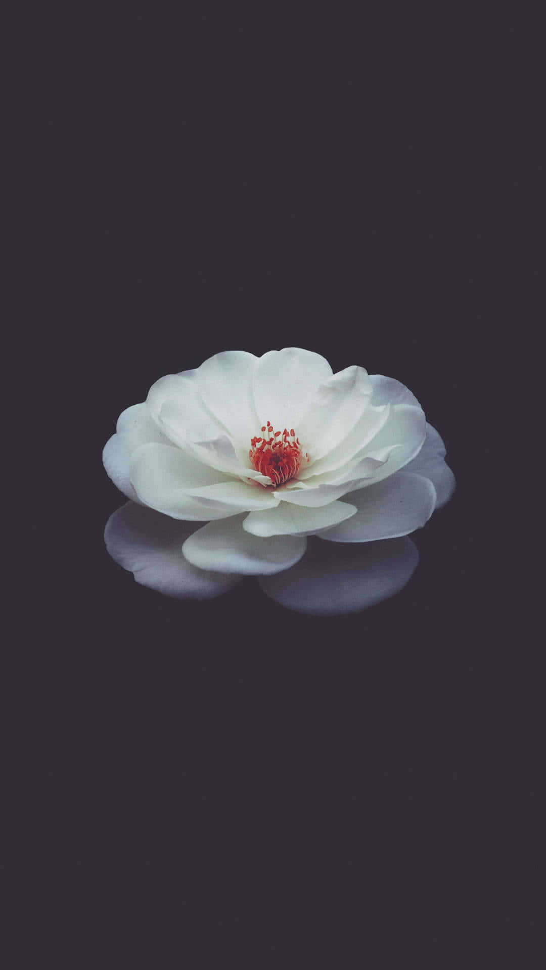 華やかな花のスマホ壁紙 壁紙