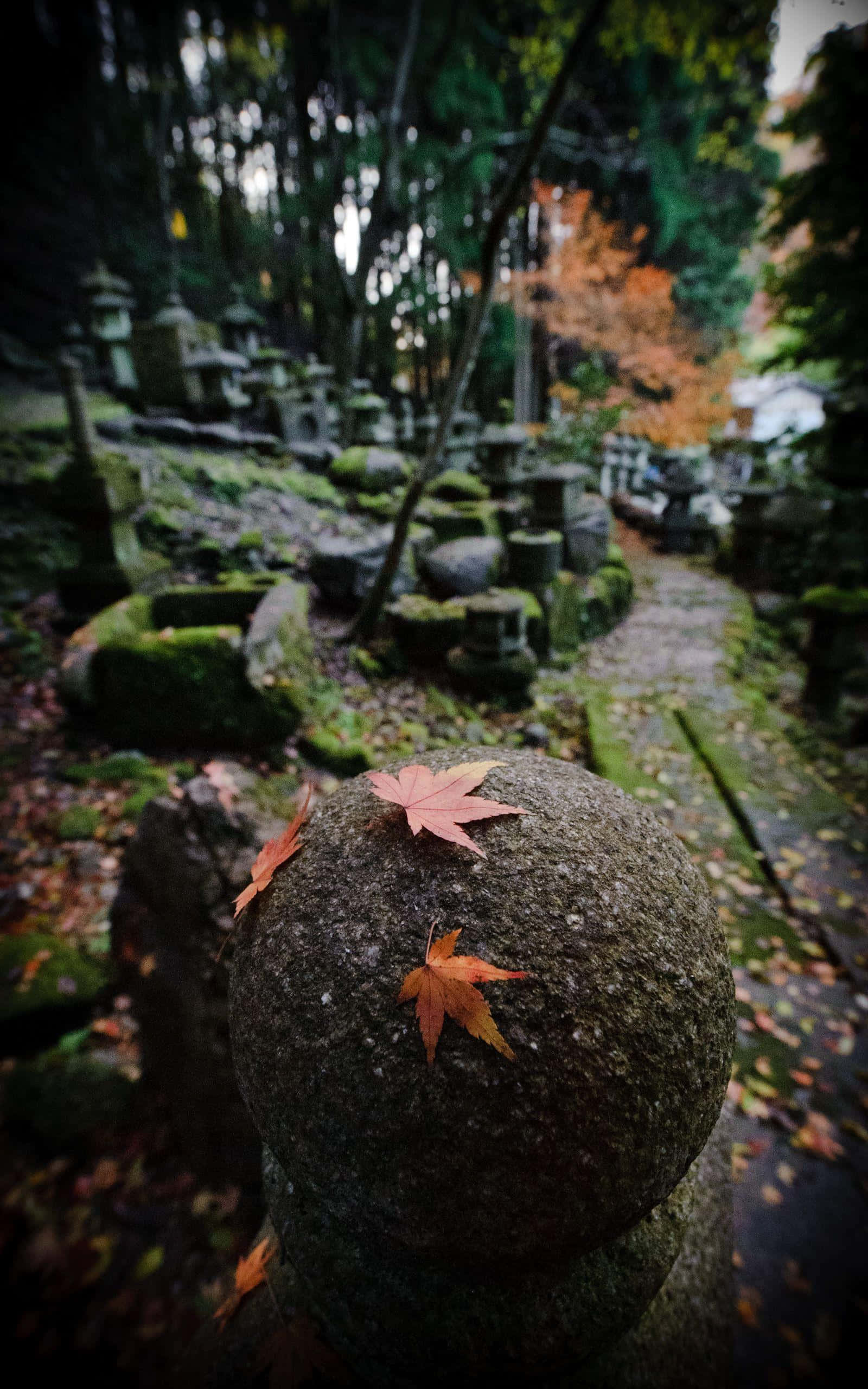 葉が絡まる石の柱 壁紙