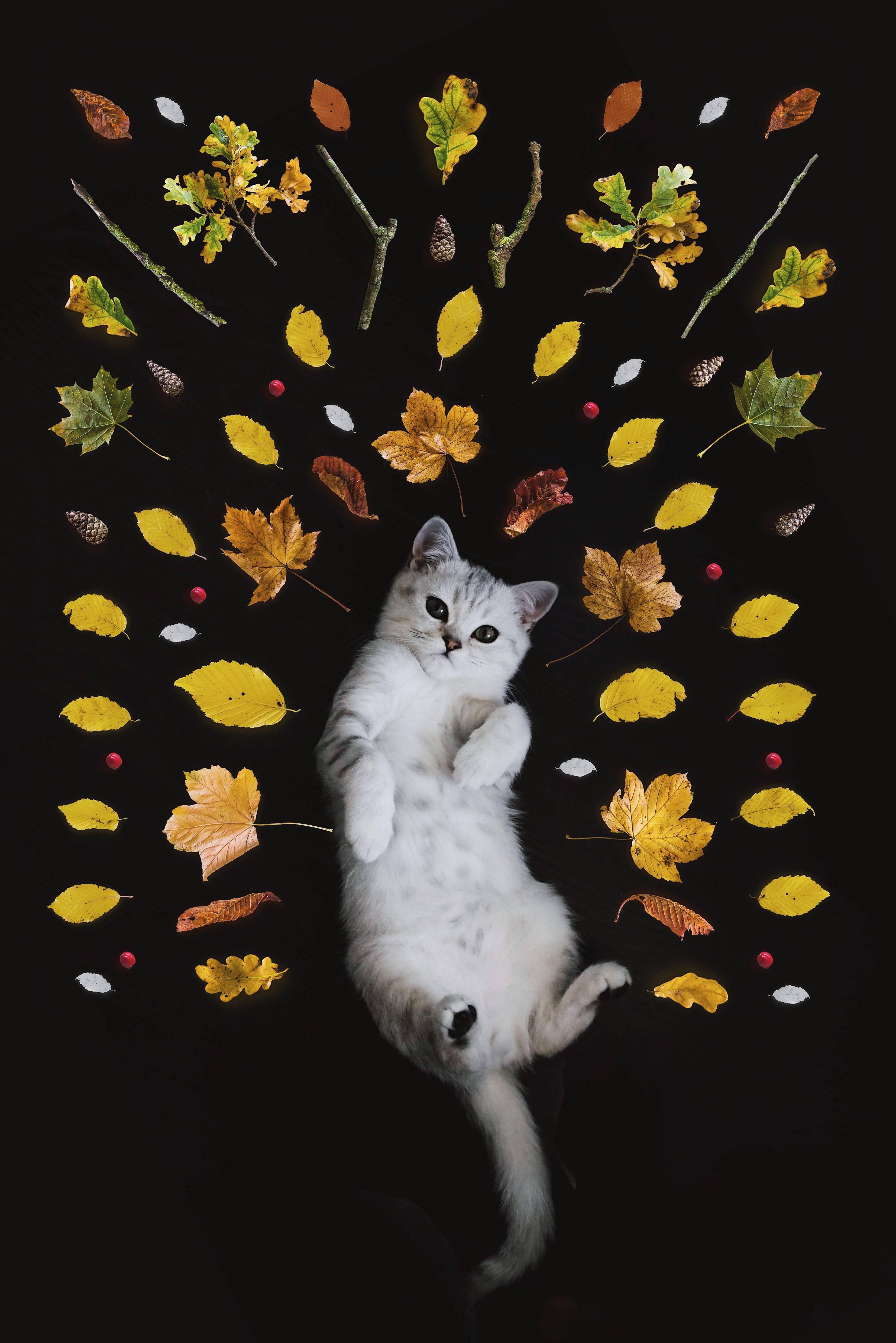 葉っぱに囲まれたかわいい子猫 壁紙
