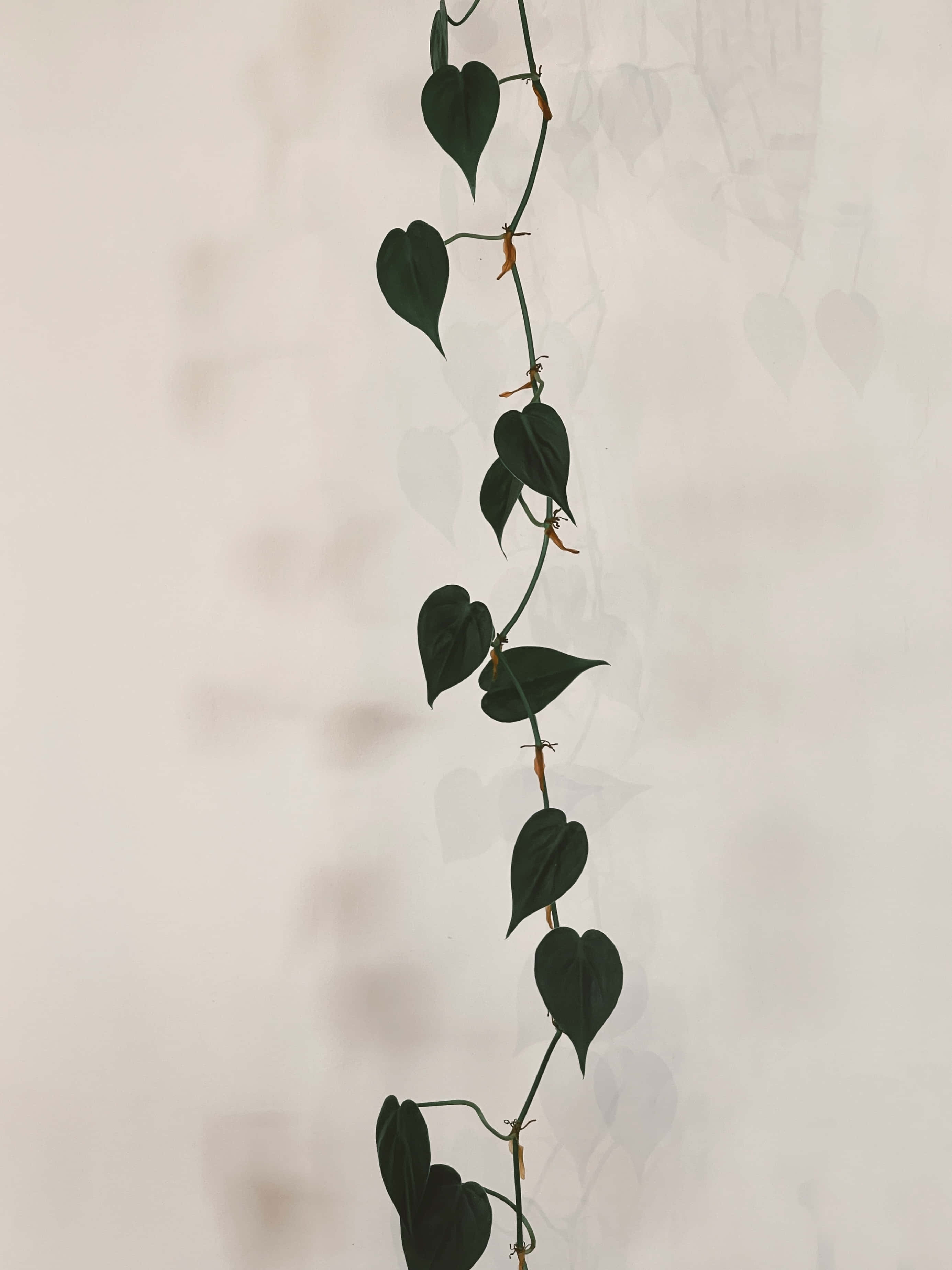 葉の付いた吊り下げ植物 壁紙
