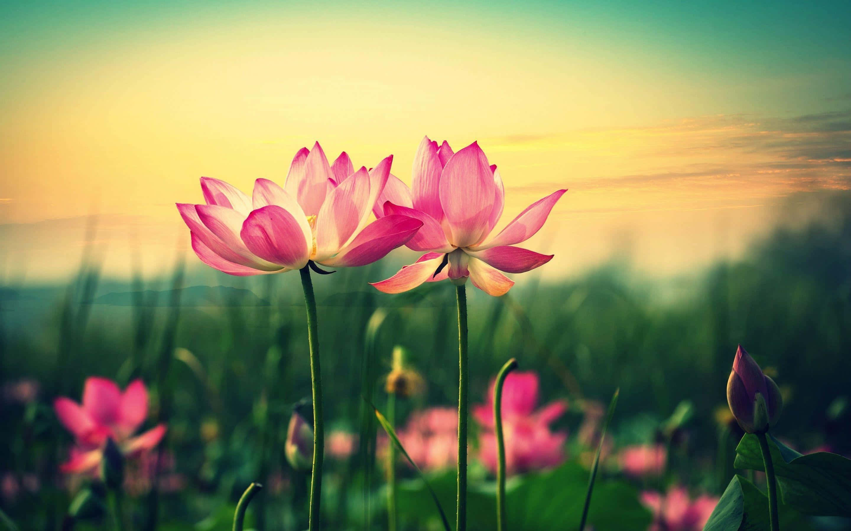 蓮の花の画像 壁紙