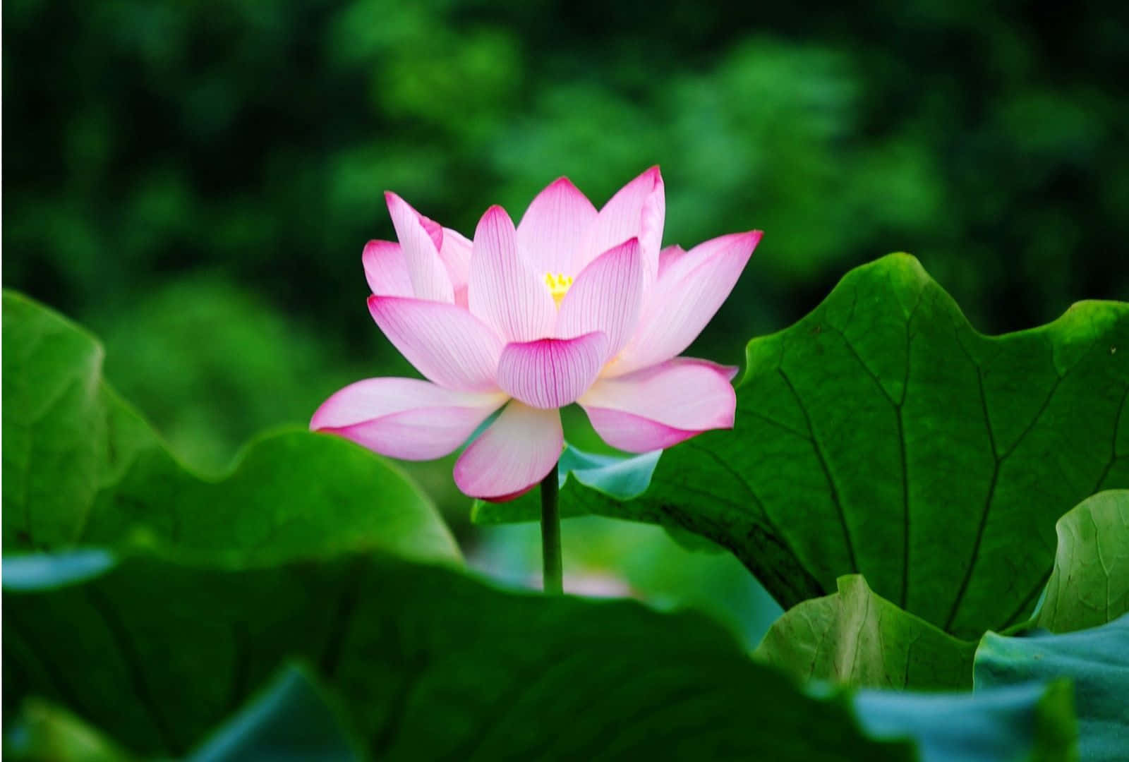 蓮の花の美しい花びら 壁紙