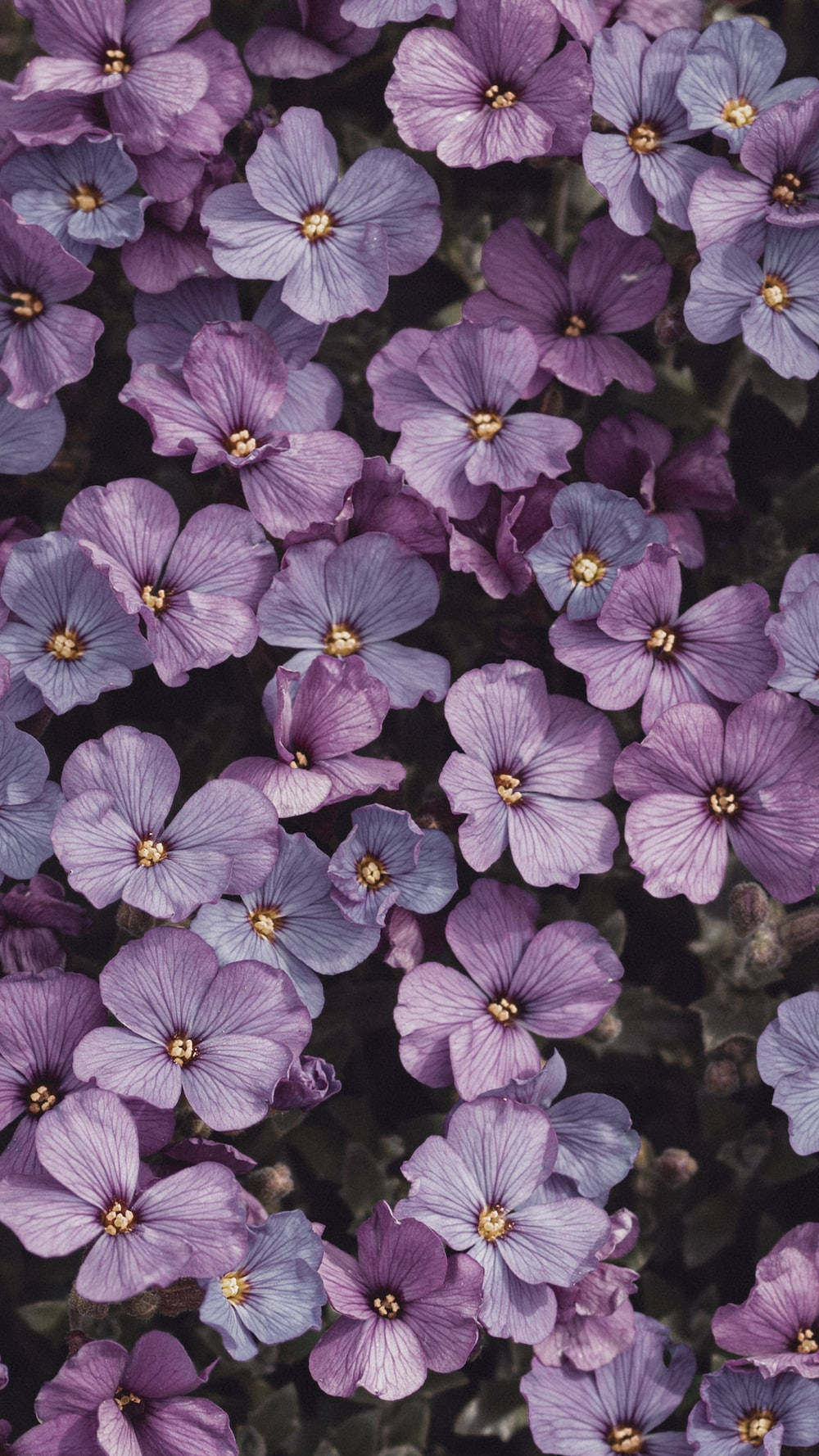 薄紫のオーブリエタの花 アートな写真 壁紙