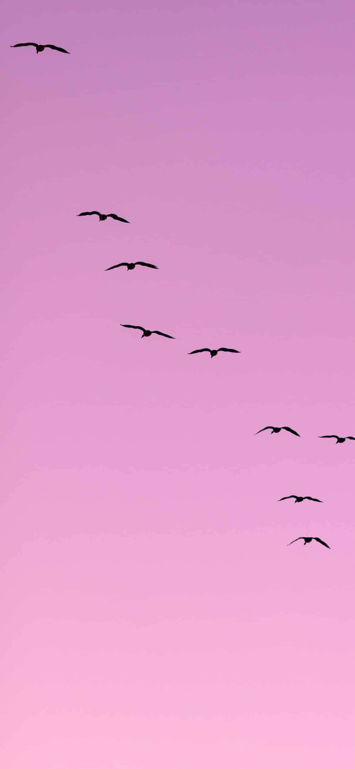 薄紫の空を舞う鳥たちの美しい風景 壁紙