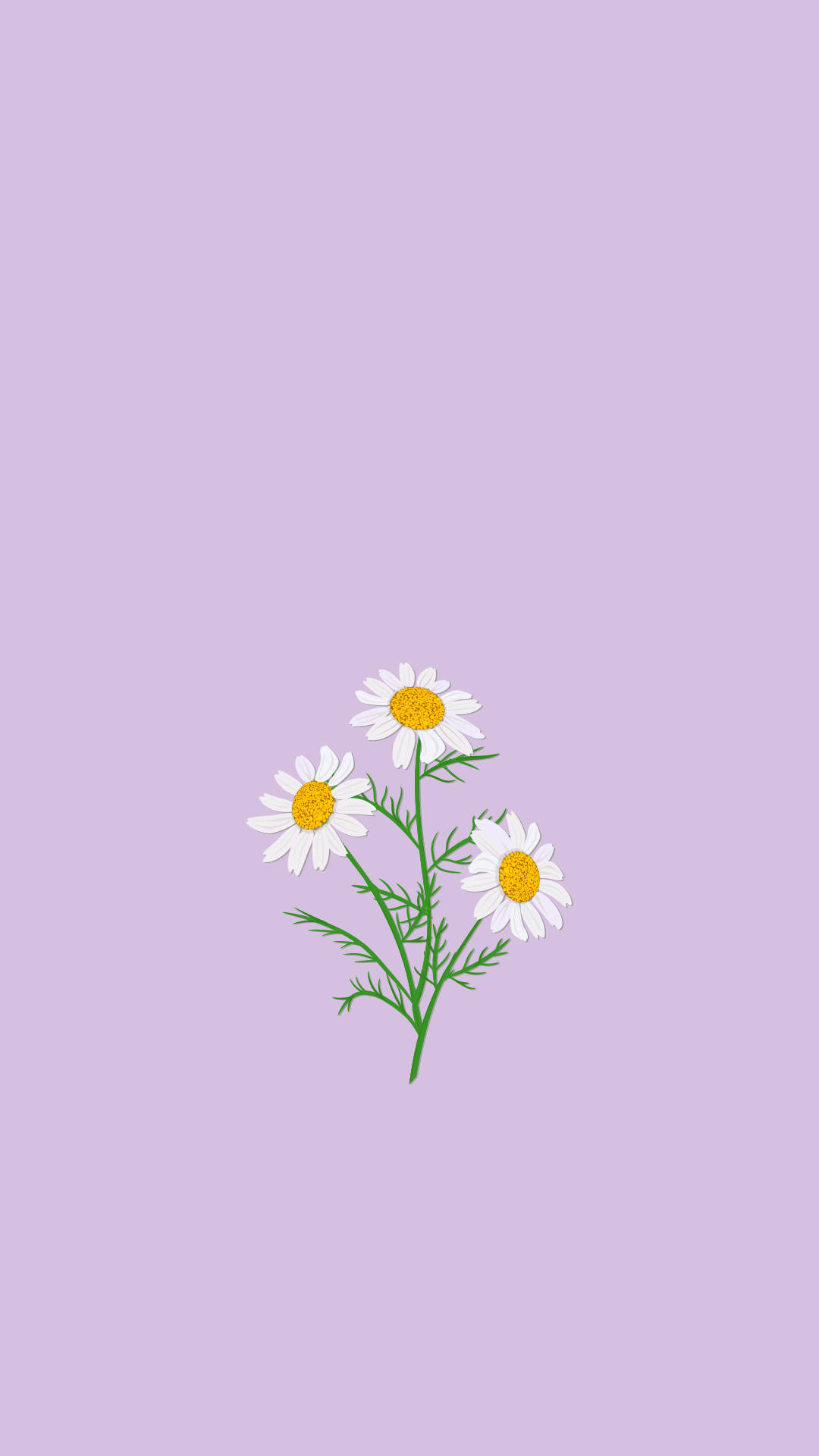 薄紫の美しいカモミールの花 壁紙