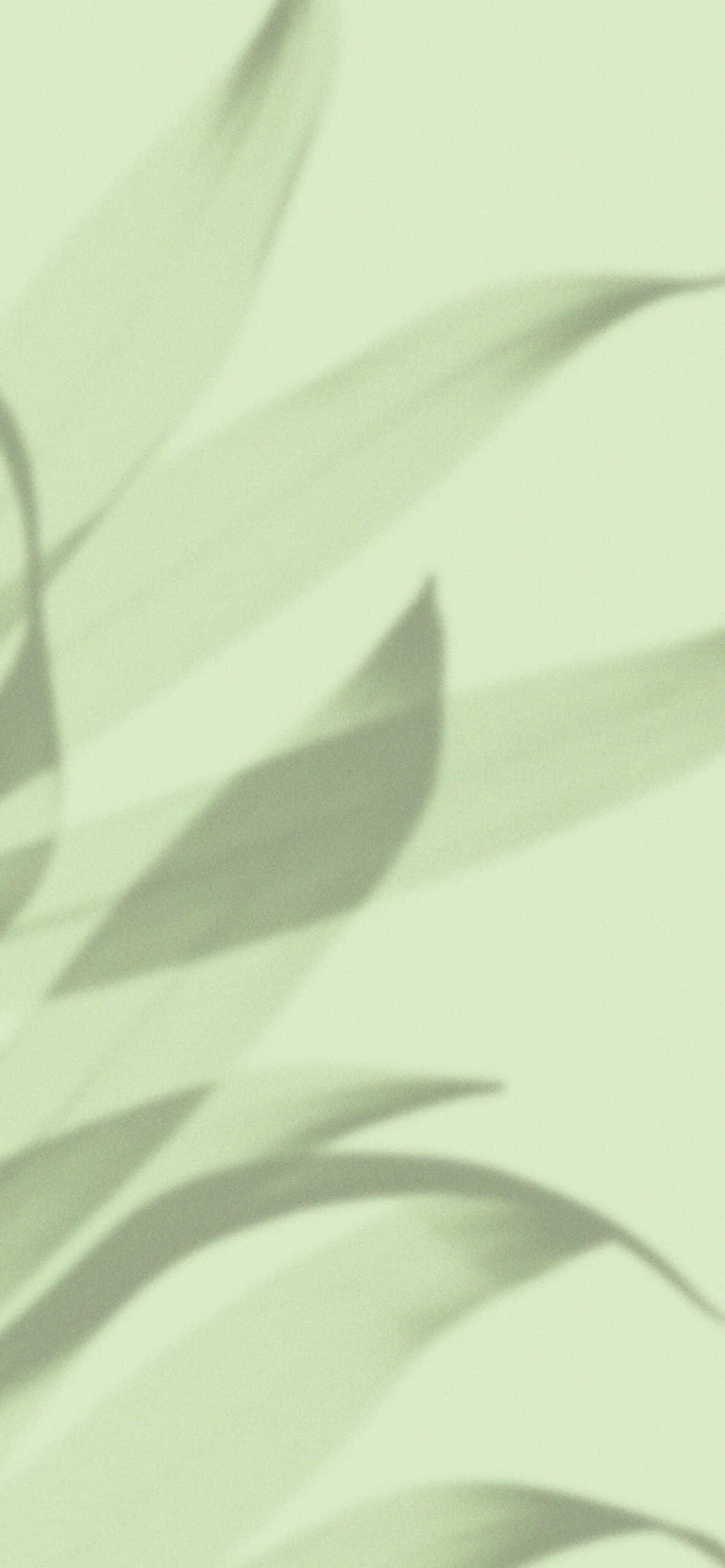 薄緑の背景に浮かぶ影の葉 壁紙