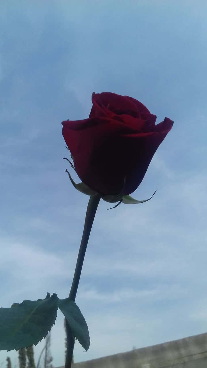 薔薇のシルエット ヴィンテージグランジ 壁紙