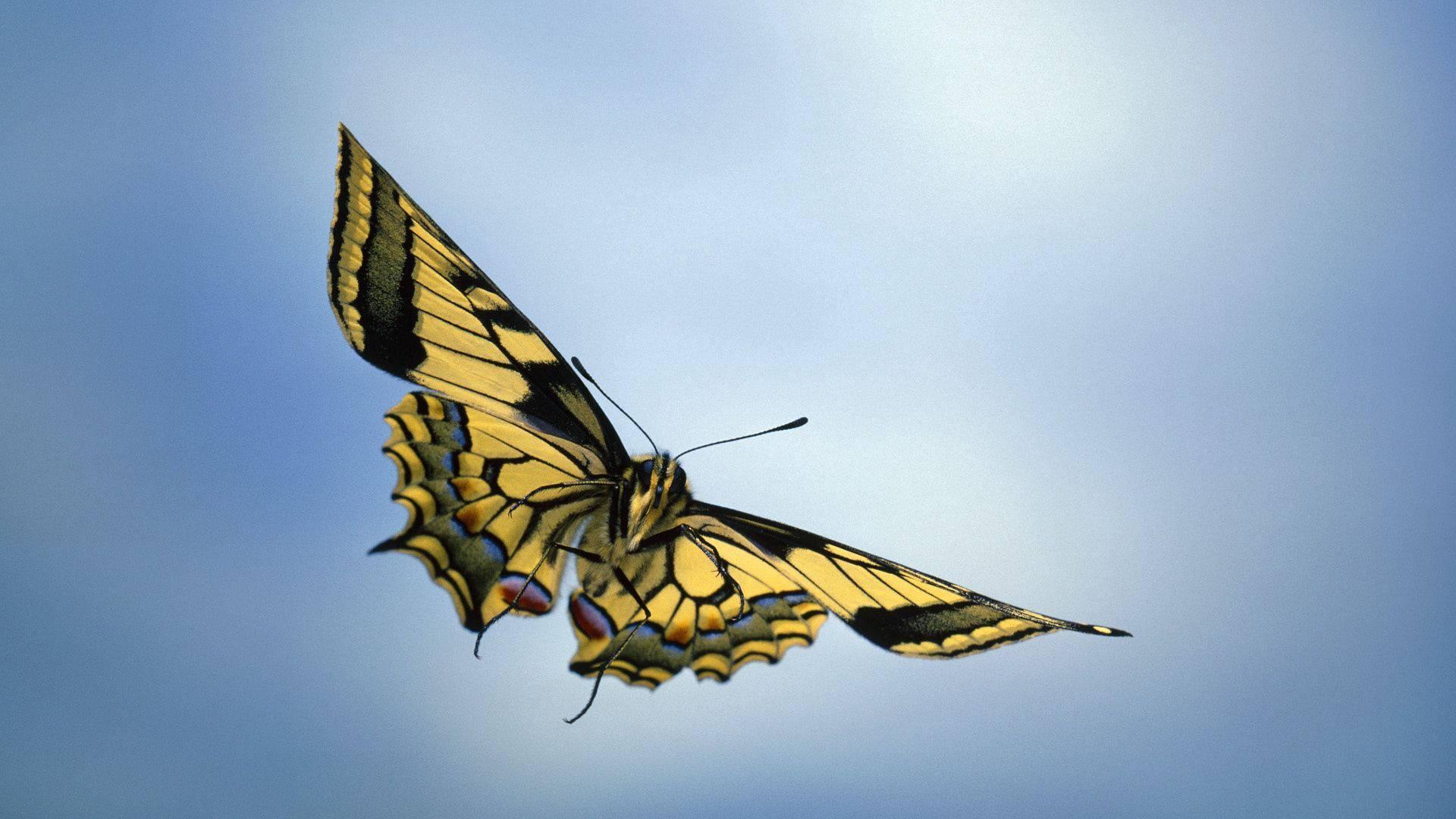 プレビュー壁紙 空, 蝶, 羽
