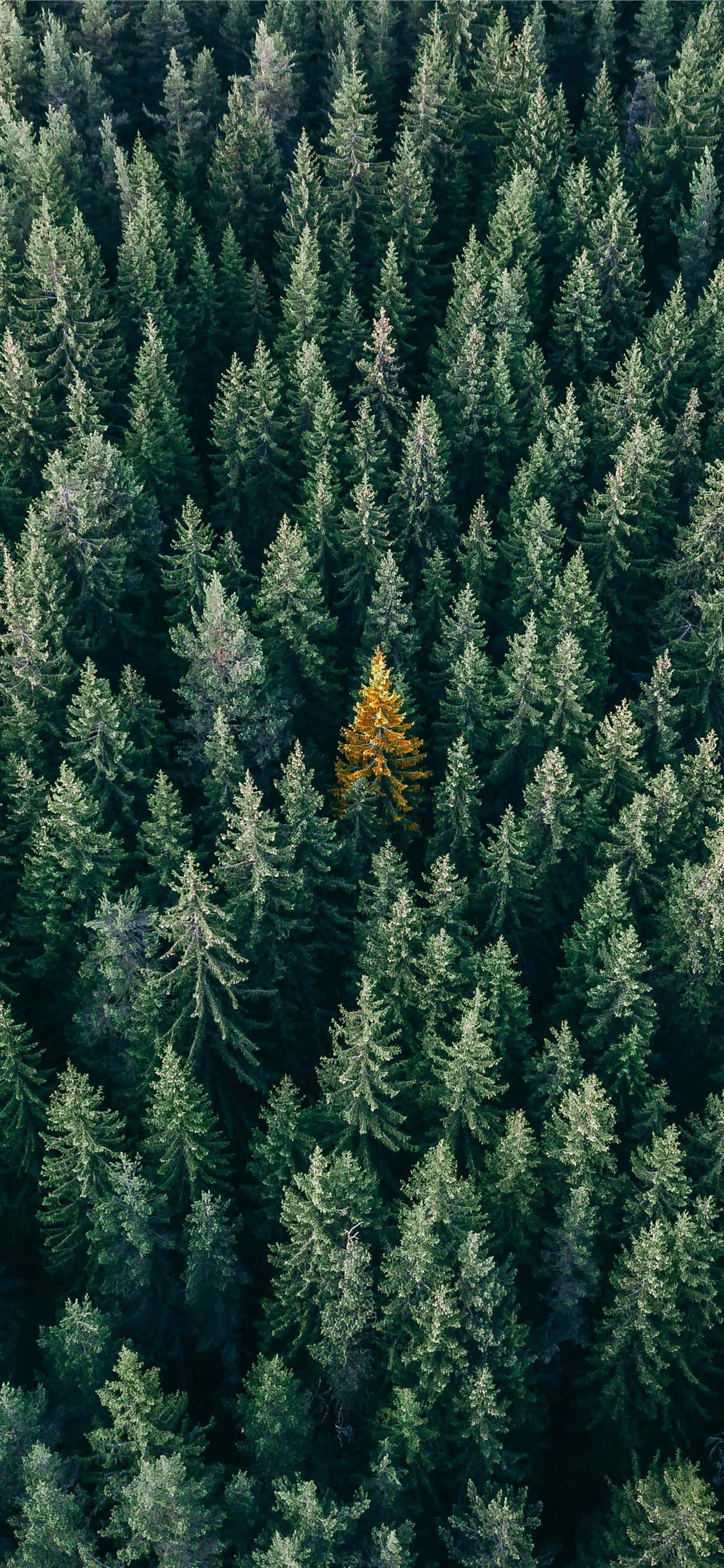 見事なTrees iPhone壁紙で自然が息づく 壁紙