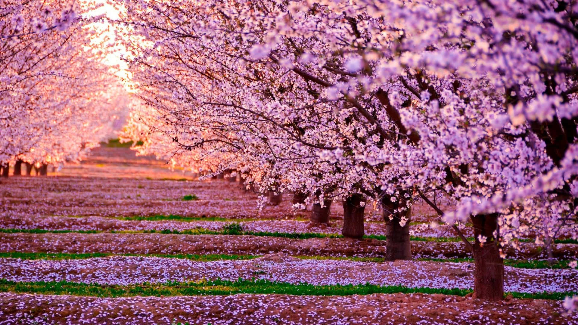 見事な満開の桜の木 壁紙