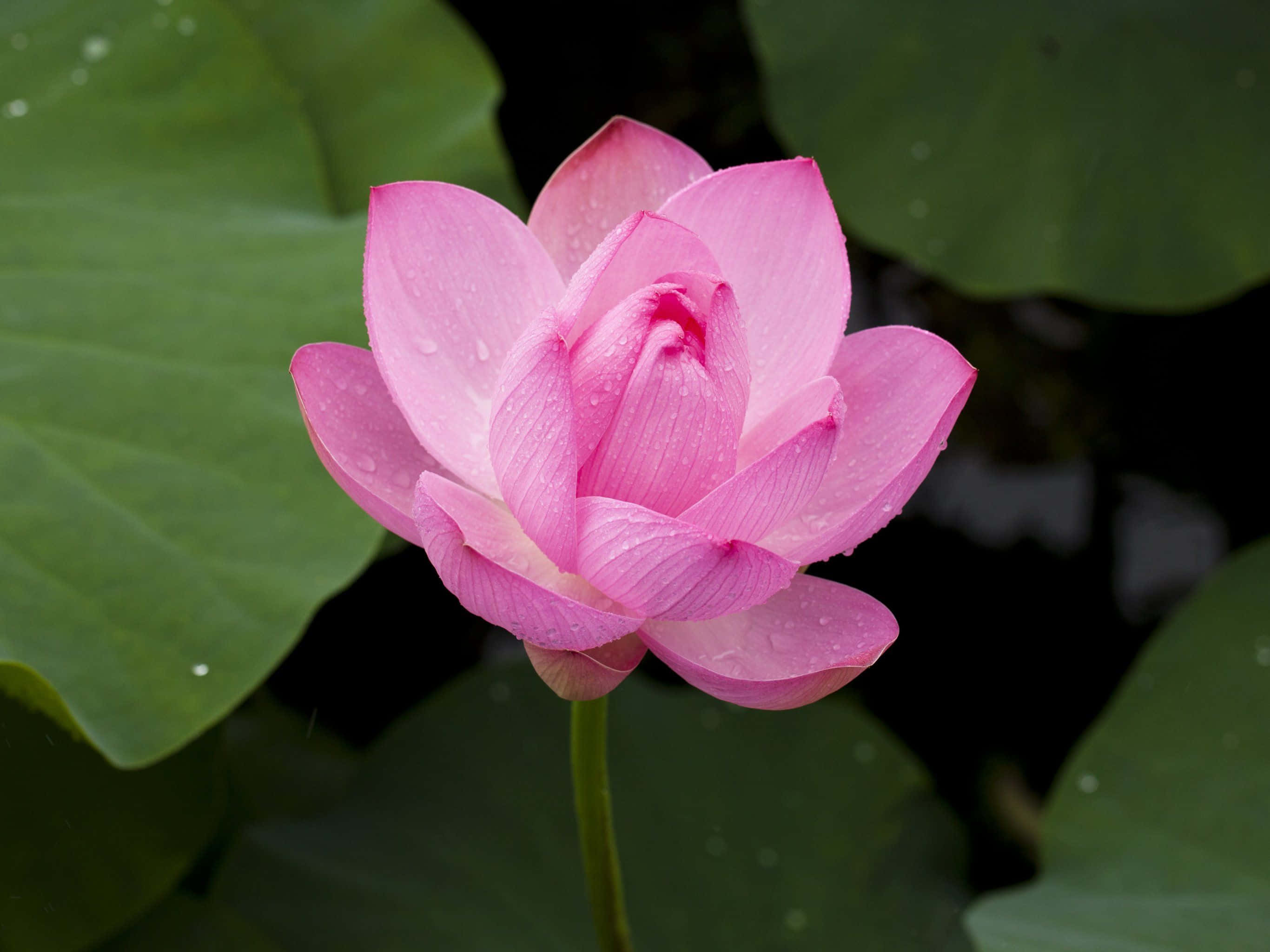 見事な満開の蓮の花 壁紙