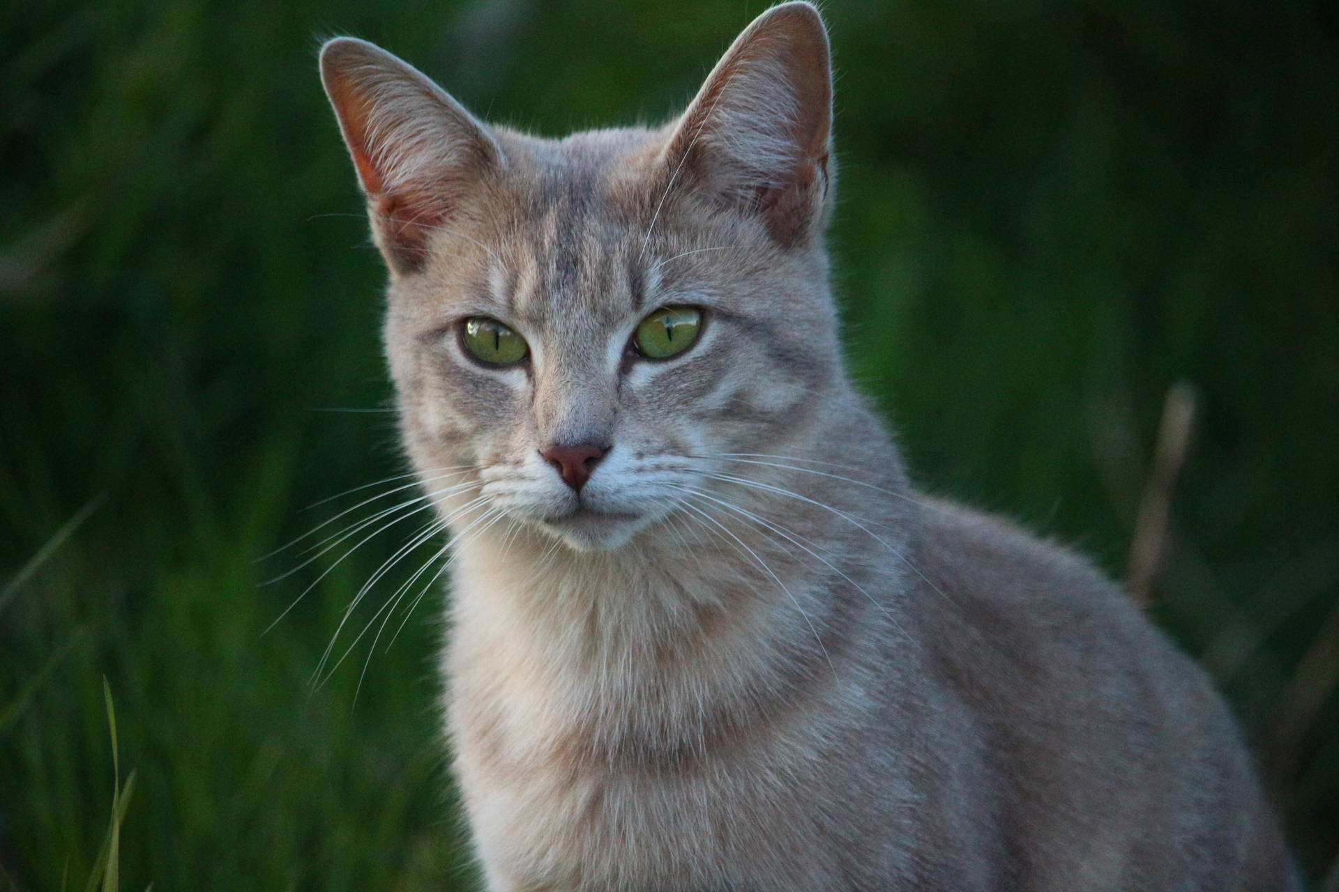 プレビュー壁紙 猫, 顔, 目