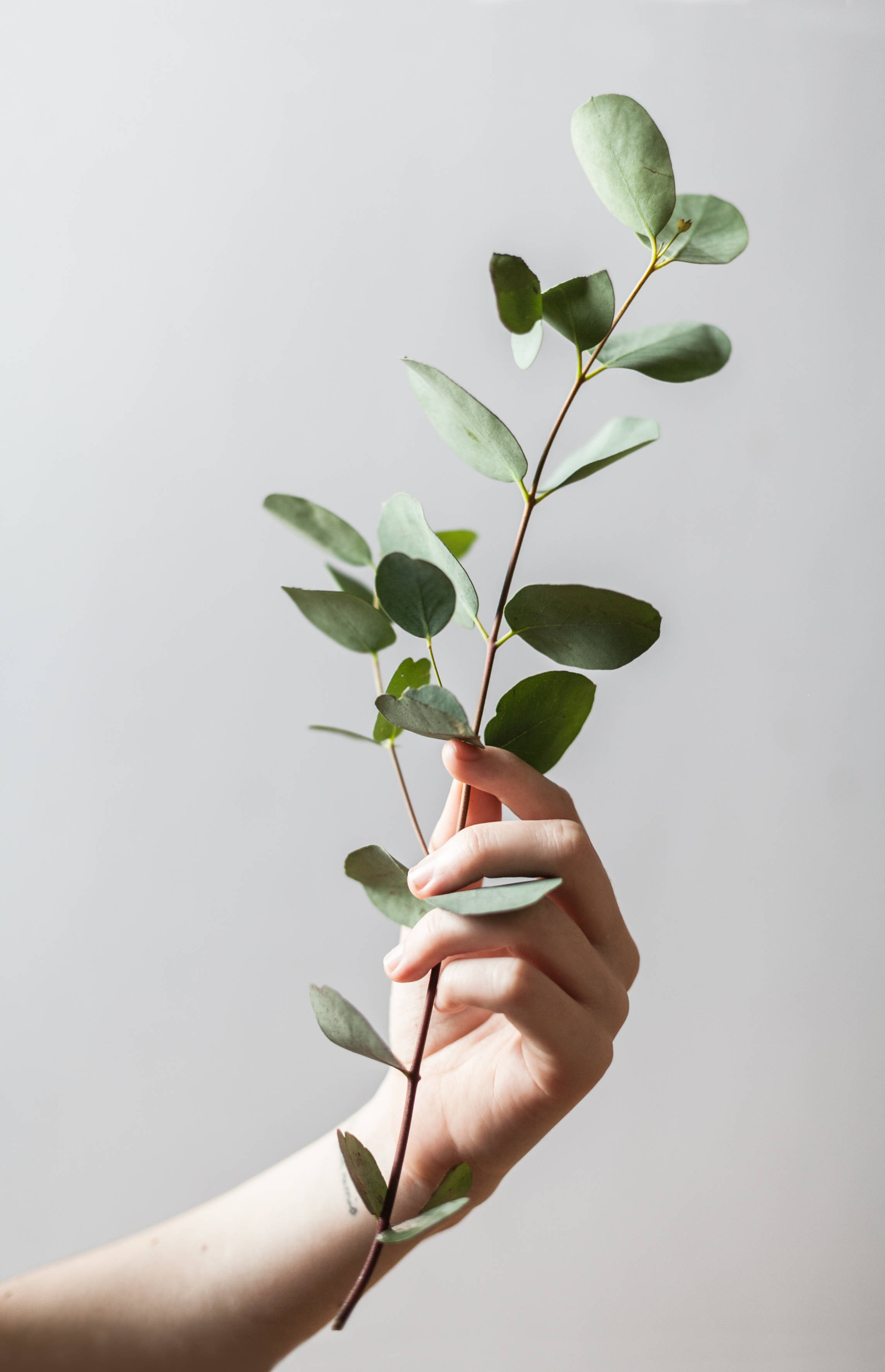 見事な緑の恵み：豊かな観葉植物 壁紙