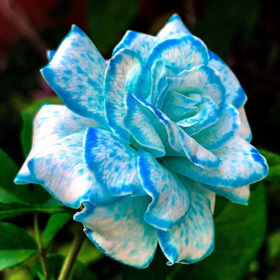 見事に鮮やかな赤いバラの花 壁紙