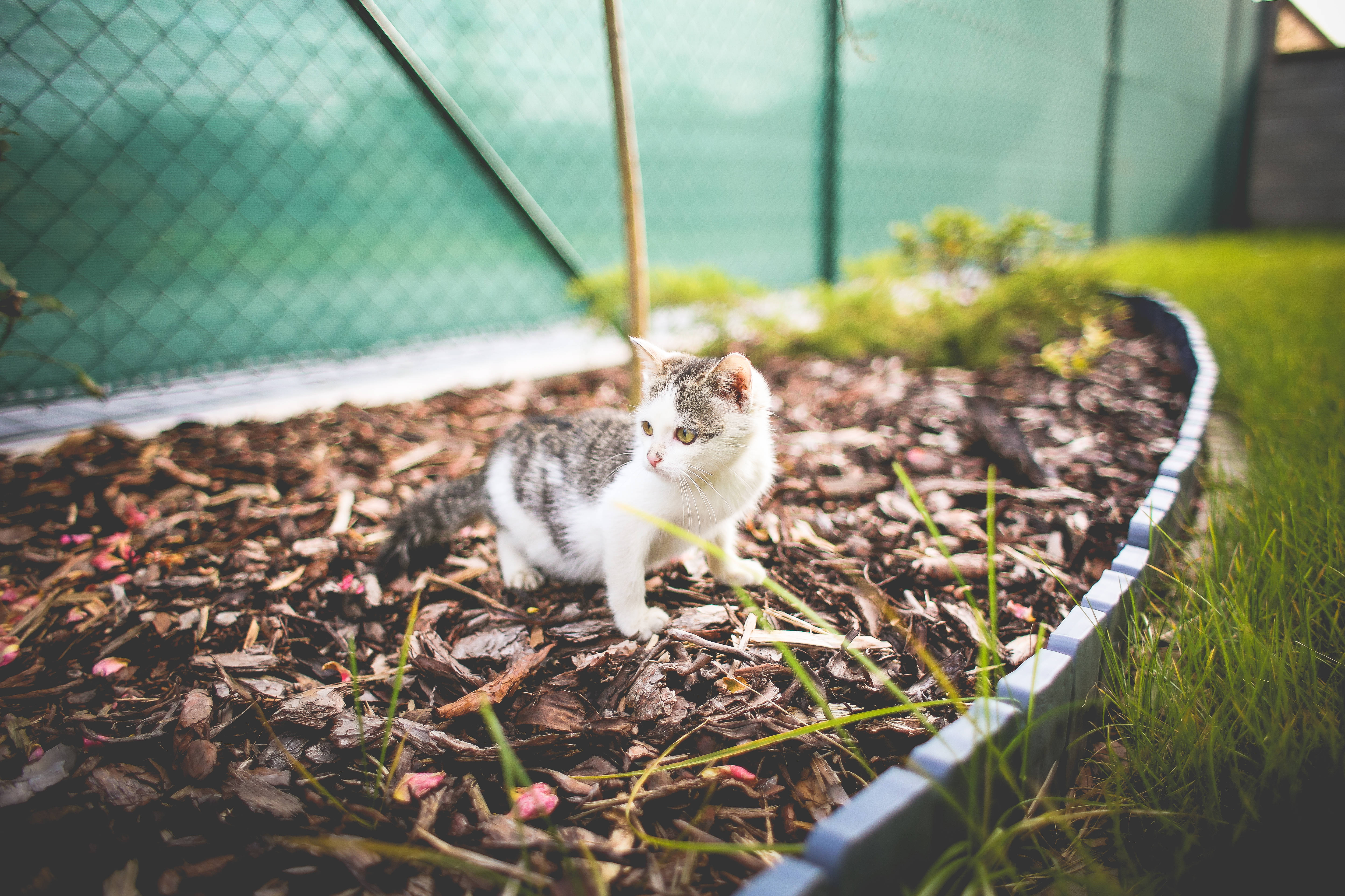観葉植物の箱の中の美しい猫 壁紙