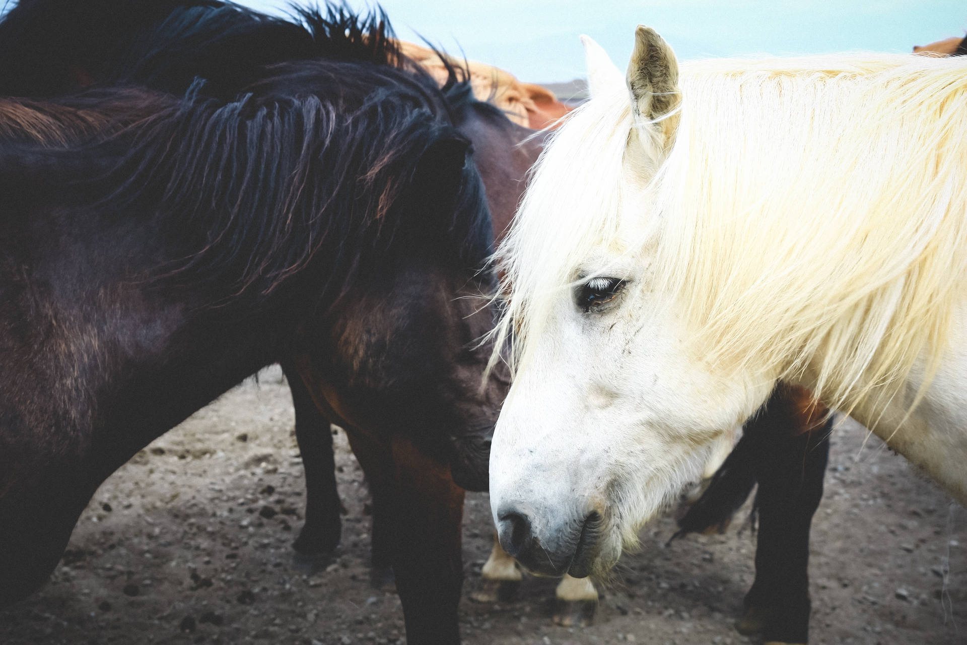 白と黒の馬のカップルの壁紙