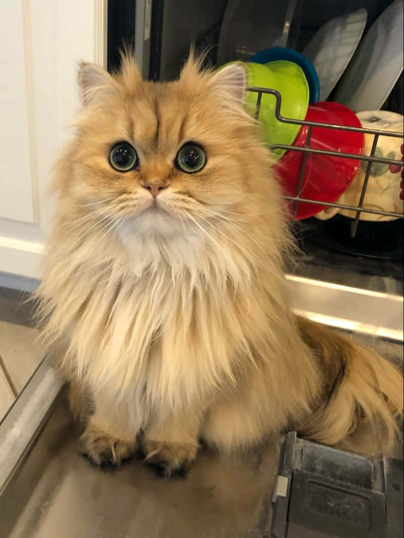 贅沢なペルシャ猫の写真 壁紙