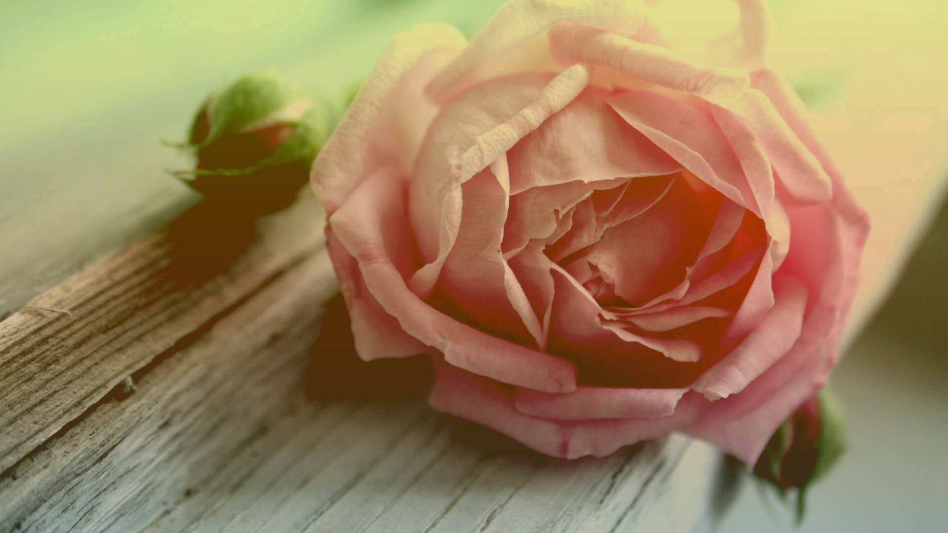 プレビュー壁紙 バラ, 花, 花びら
