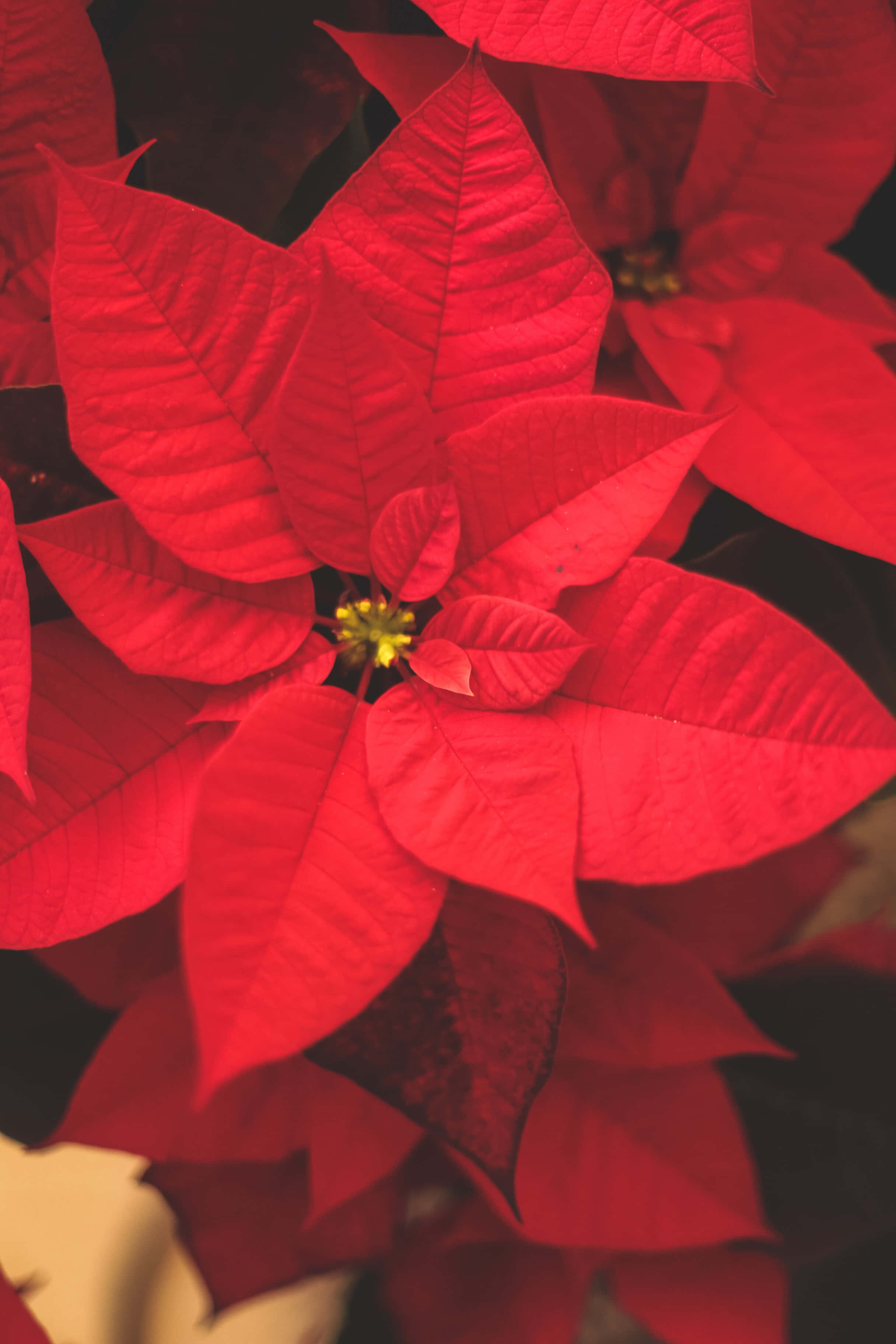 赤いポインセチアの花飾りが彩るクリスマスシーンの背景 壁紙