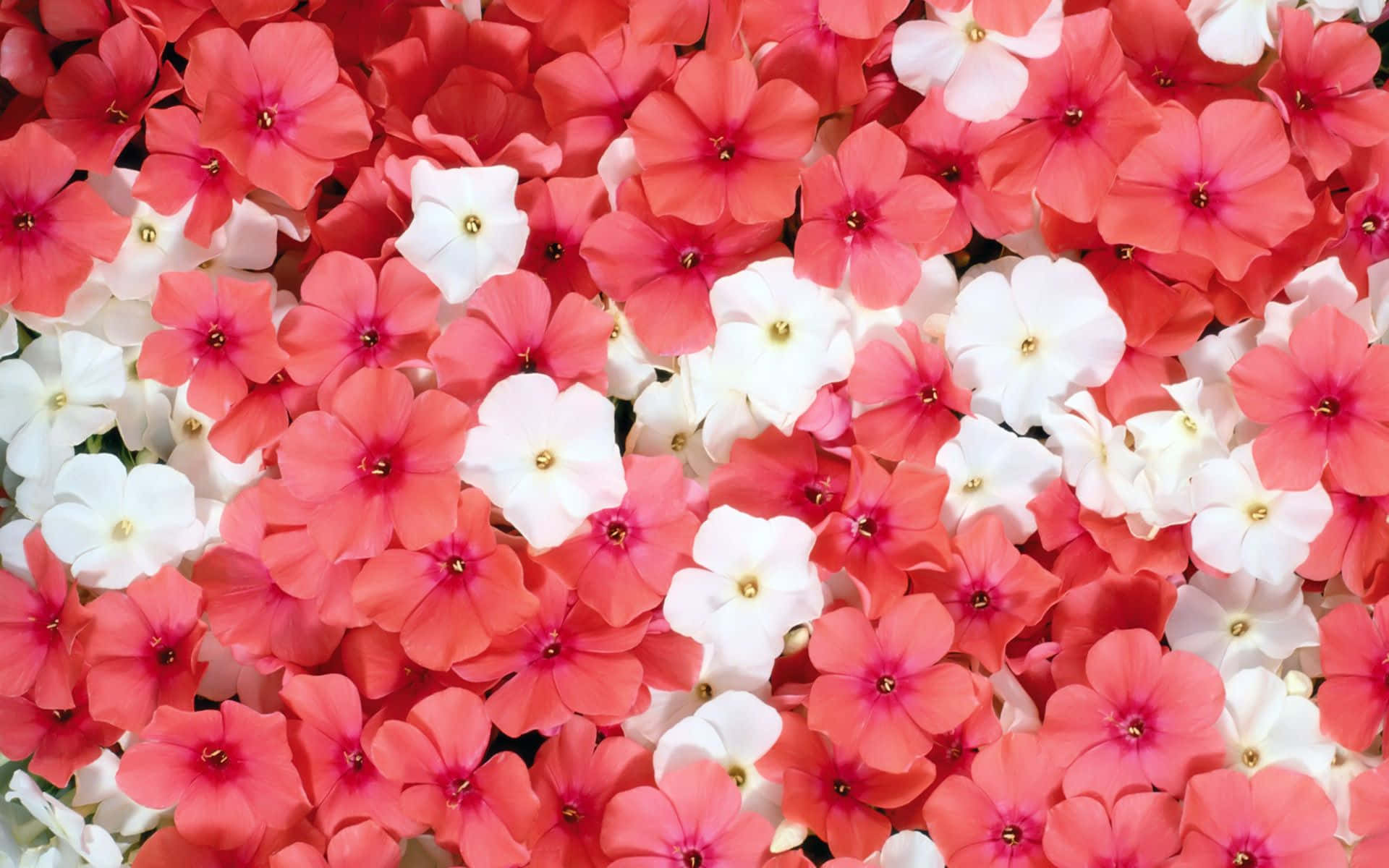 赤と白の花々のクローズアップ 壁紙