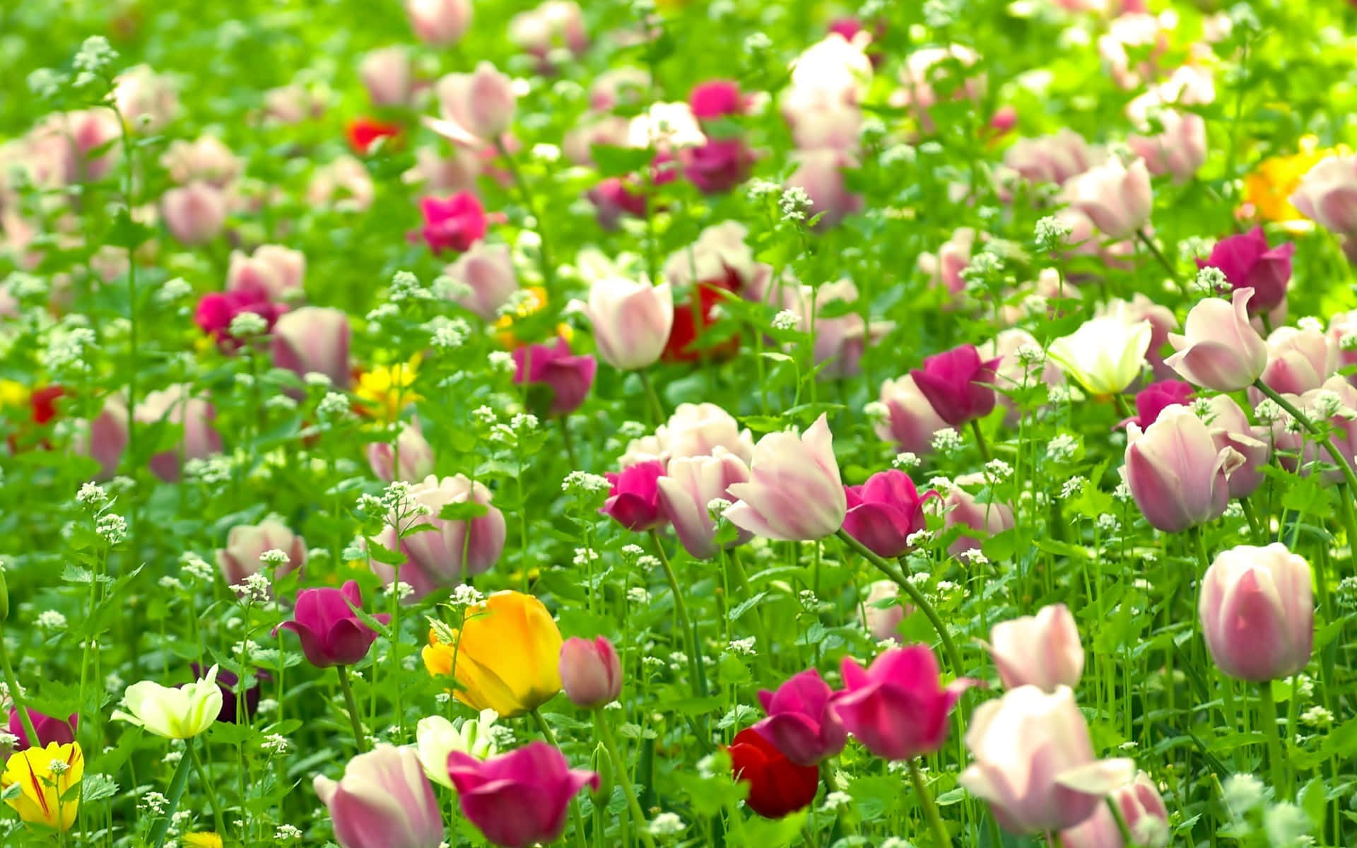 赤白ピンクの花 自然
