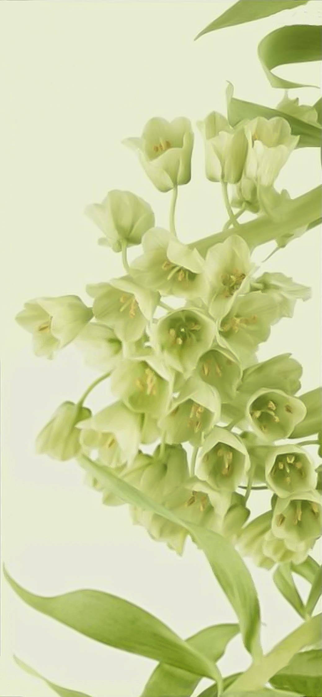超淡い緑の花のスマホ壁紙 壁紙