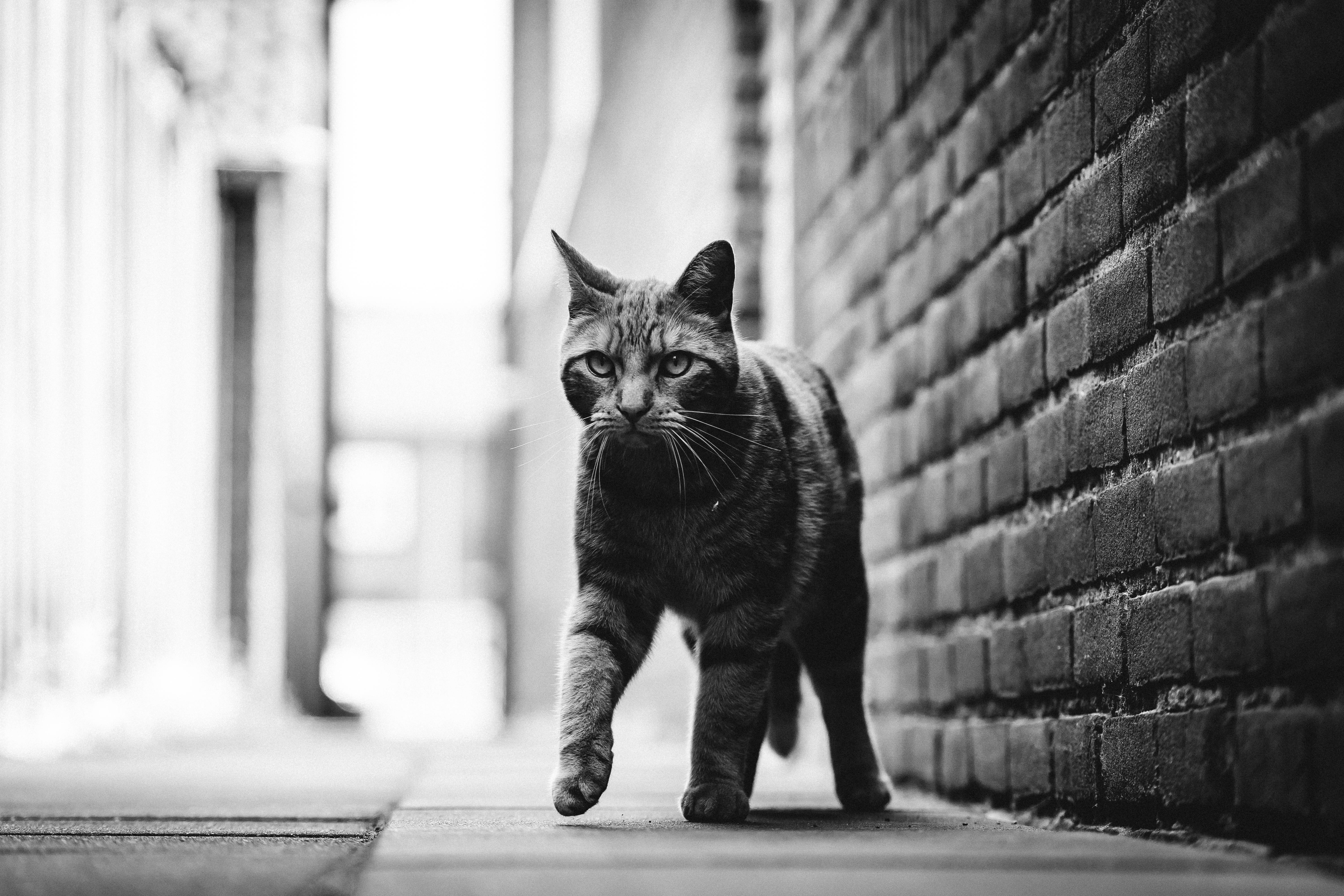 路地裏の白黒猫 壁紙